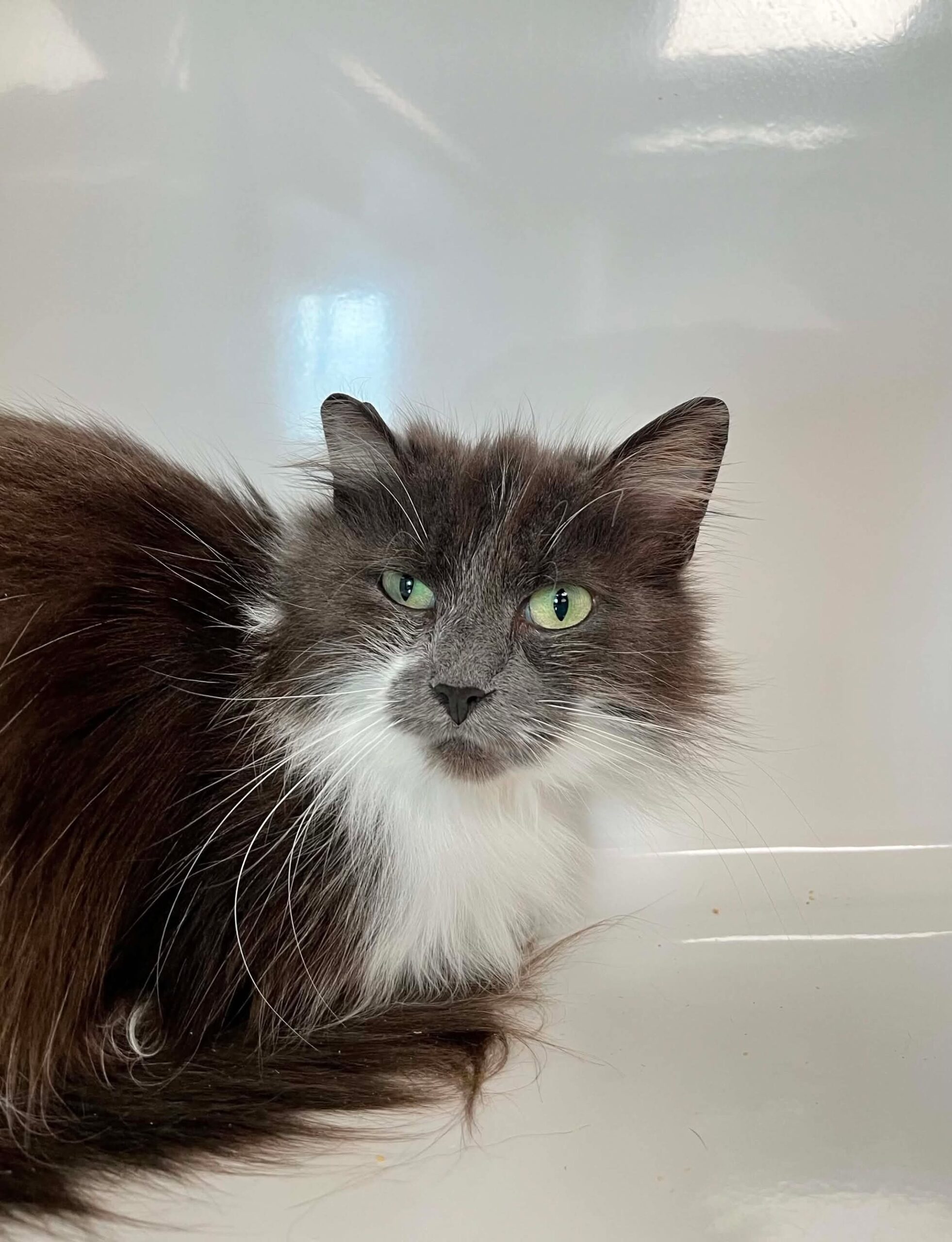 lili, chat à l'adoption chez Sans Collier