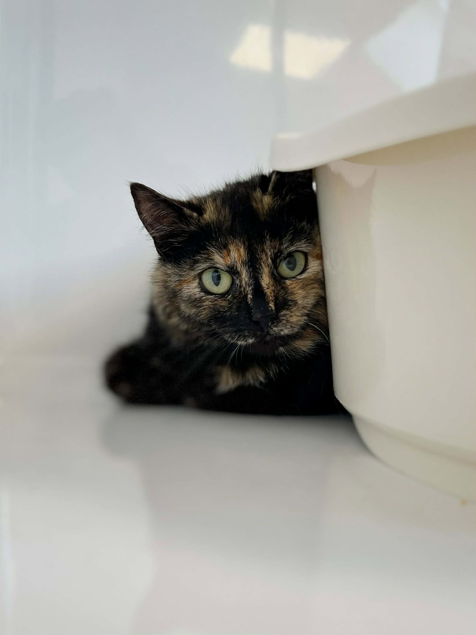 Maé, chat à l'adoption chez Sans Collier