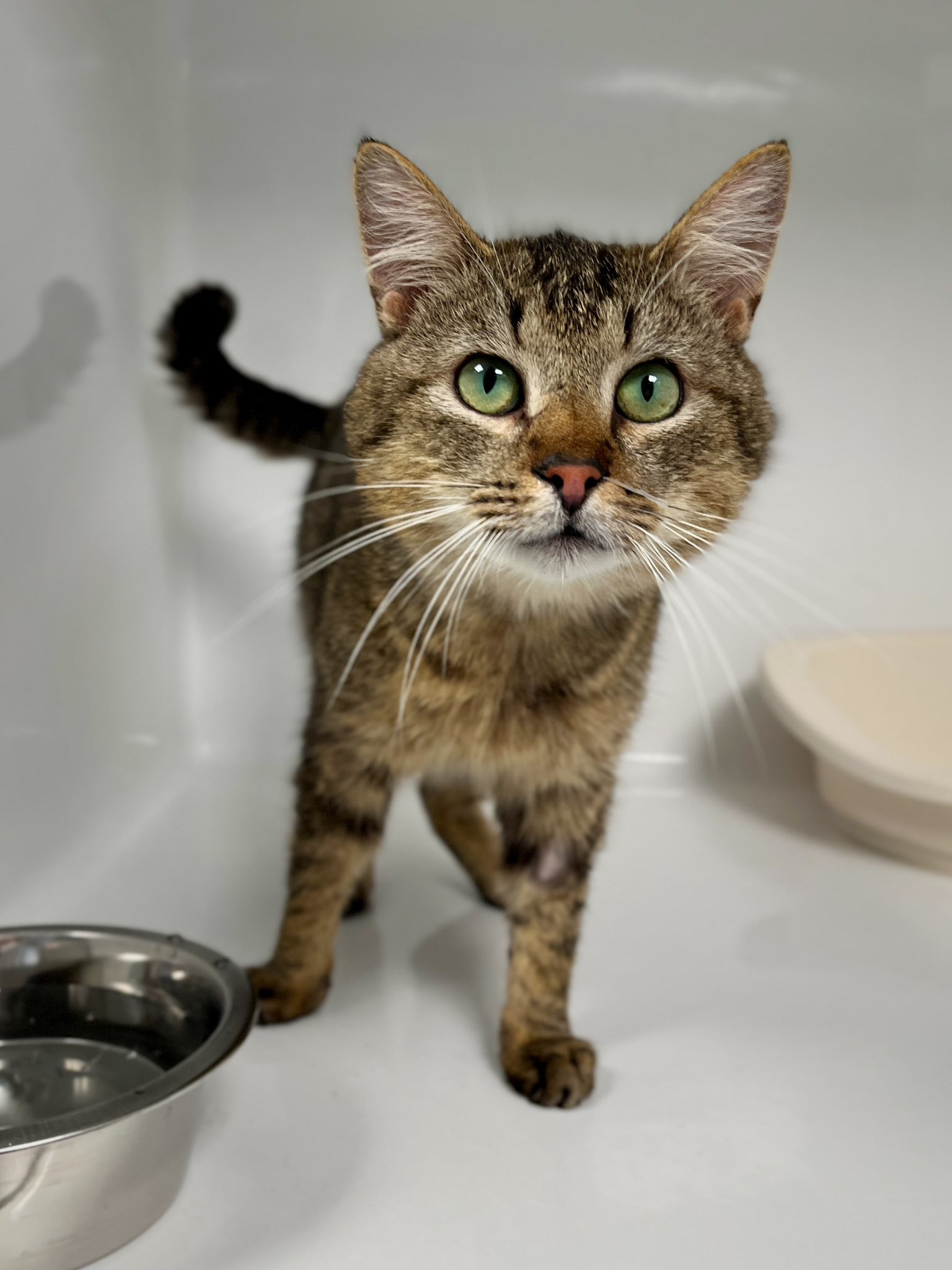 Penne, chat à l'adoption chez Sans Collier
