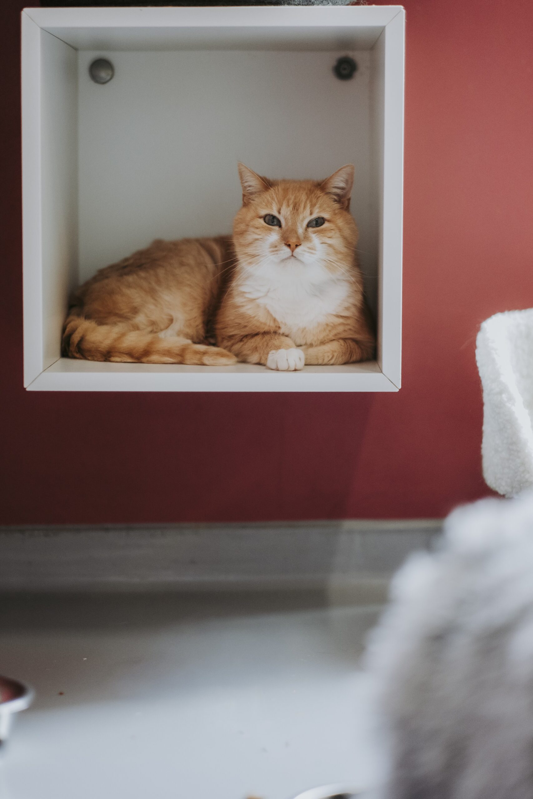 Poutchino, chat à l'adoption chez Sans Collier