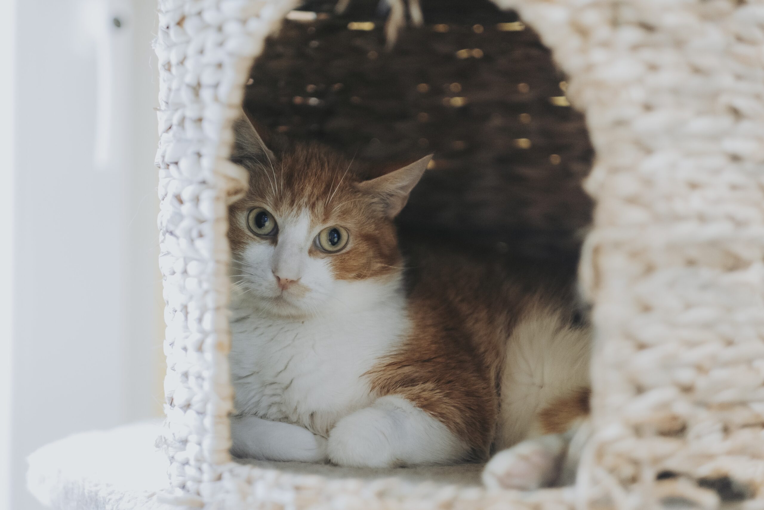 Billy, chat à l'adoption chez Sans Collier