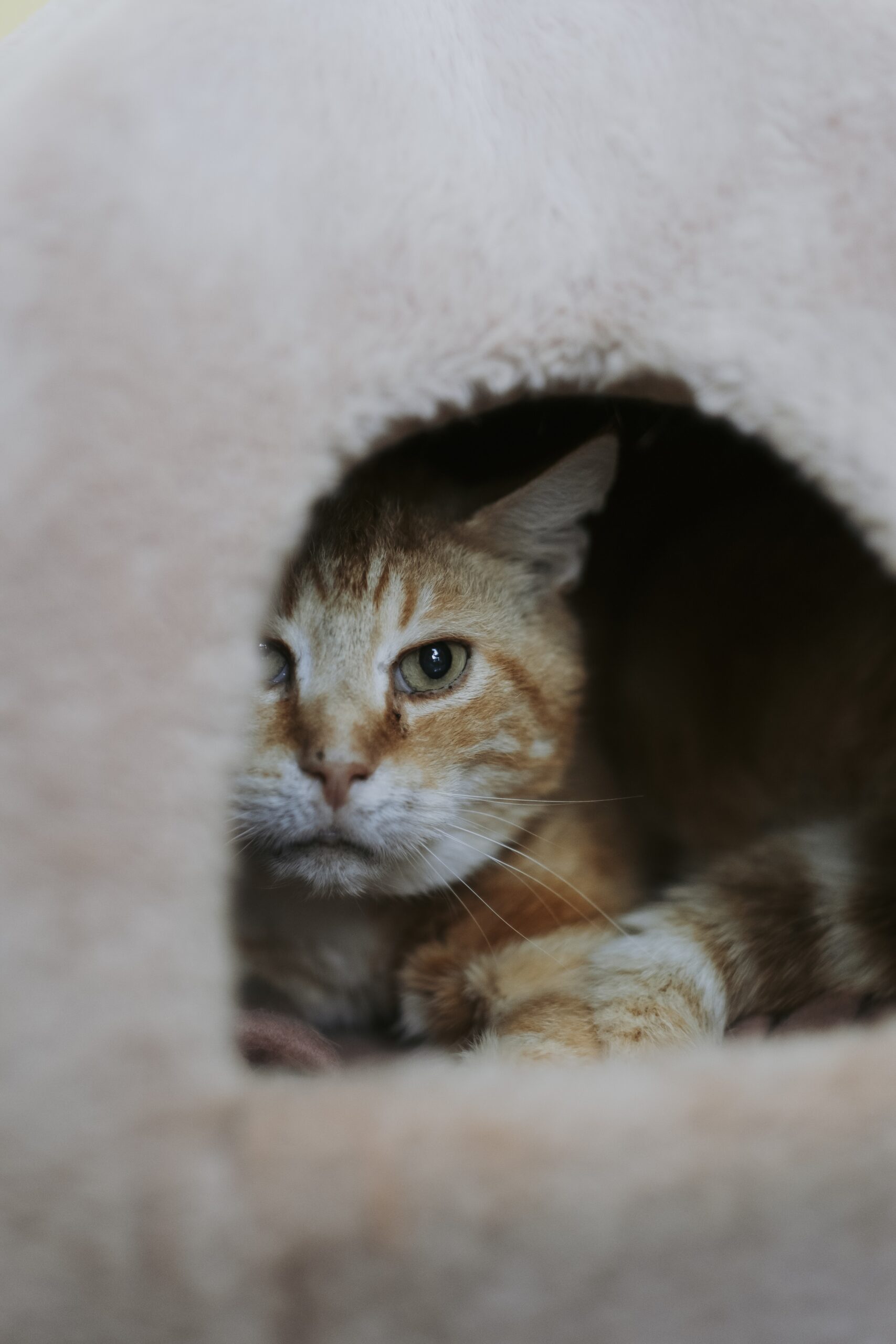 Caramel, chat à l'adoption chez Sans Collier