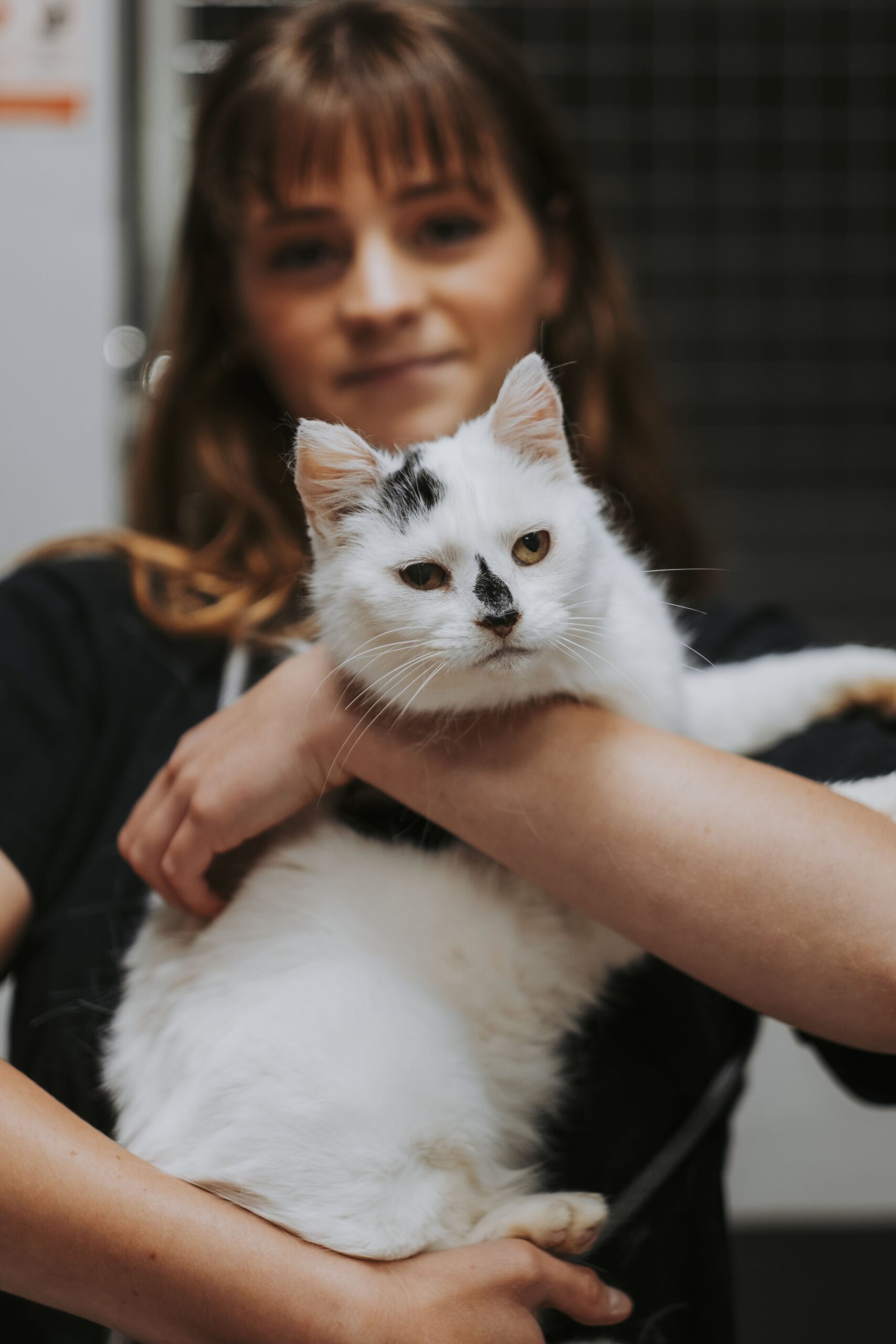 Salvadora, chat à l'adoption chez Sans Collier