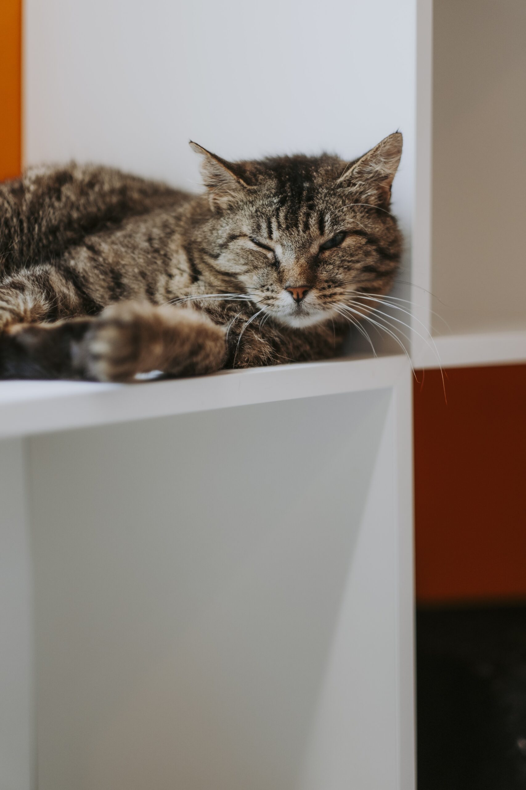 Joyce, chat à l'adoption chez Sans Collier