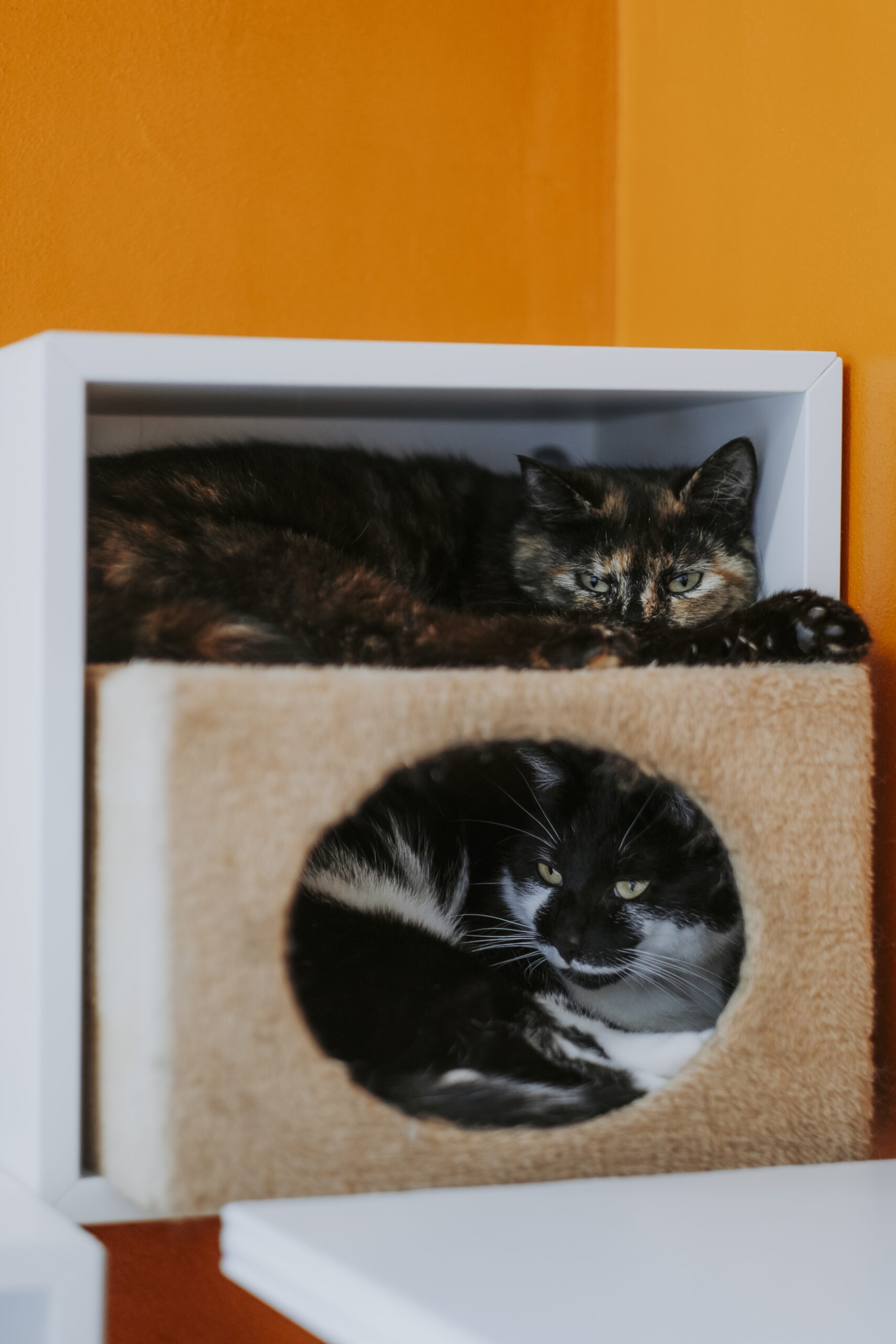 Maé & Nala, chats à l'adoption chez Sans Collier