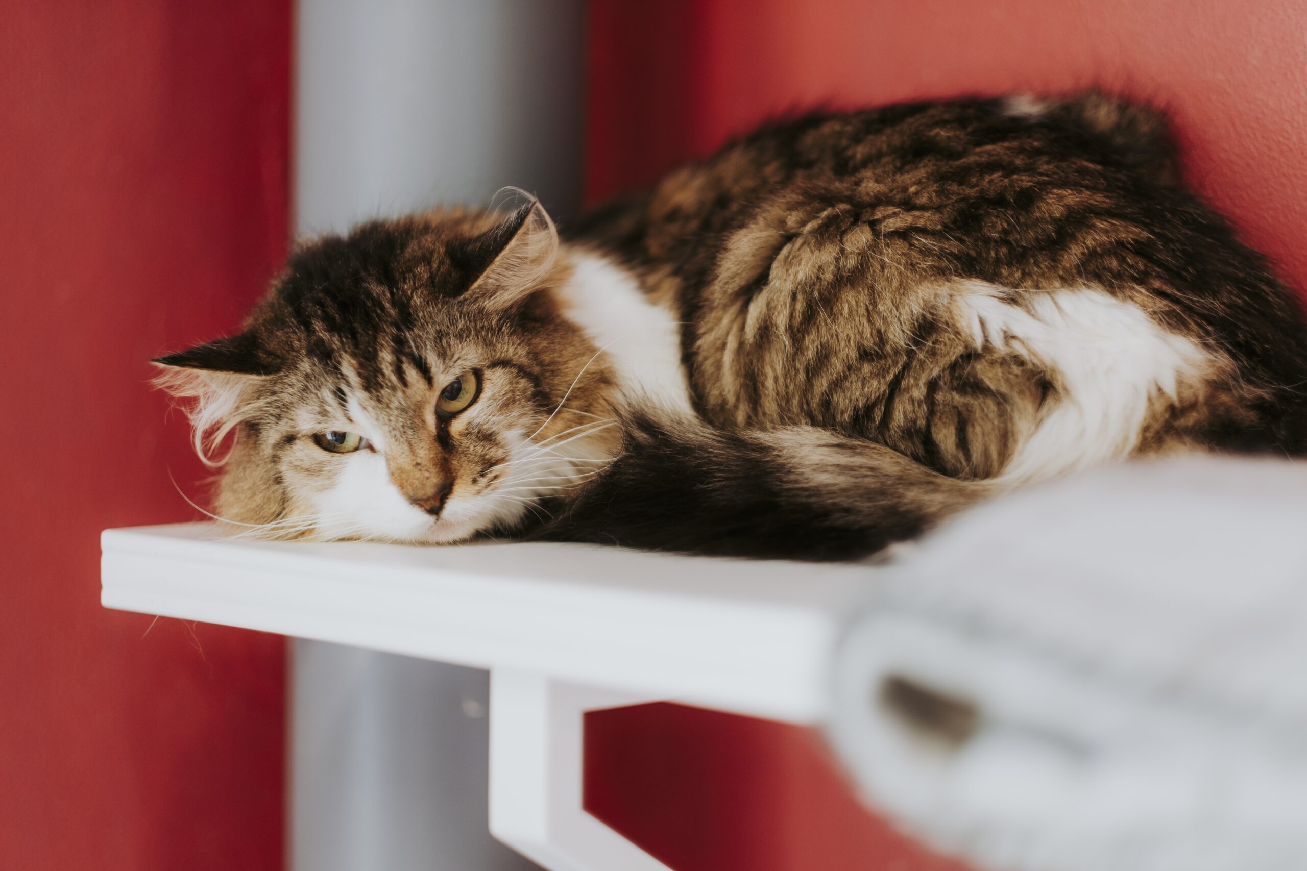 Onze, chat à l'adoption chez Sans Collier