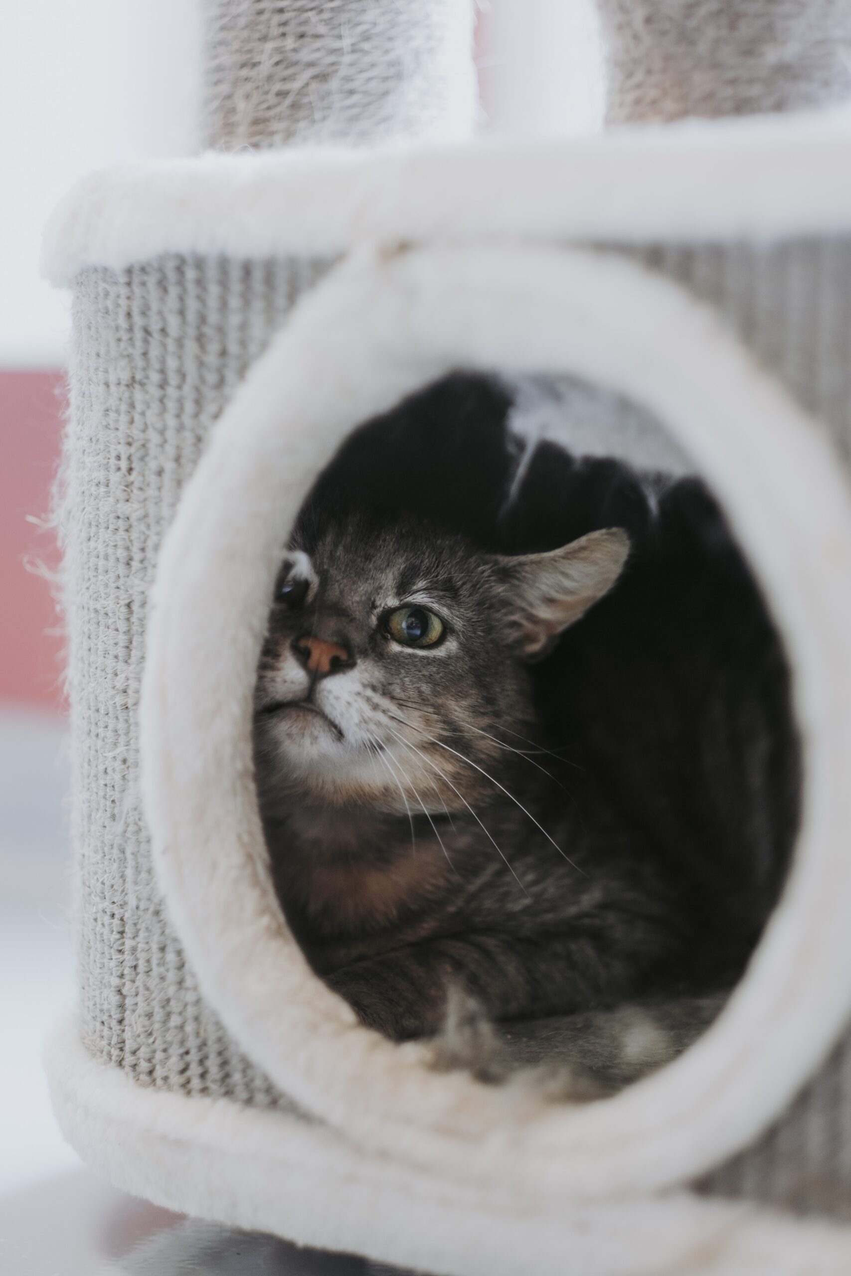 Binamé, chat à l'adoption chez Sans Collier