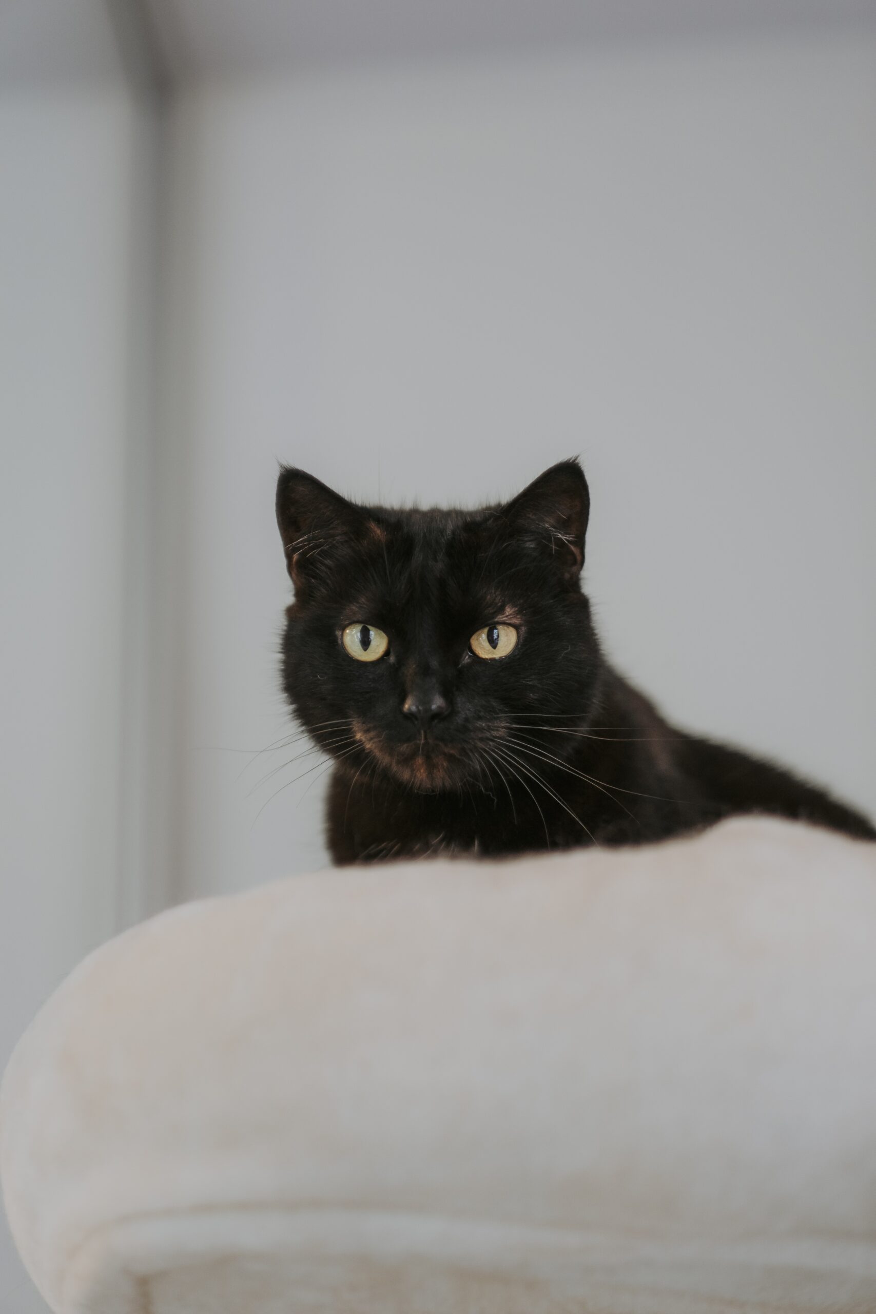 Princesse, chat à l'adoption chez Sans Collier
