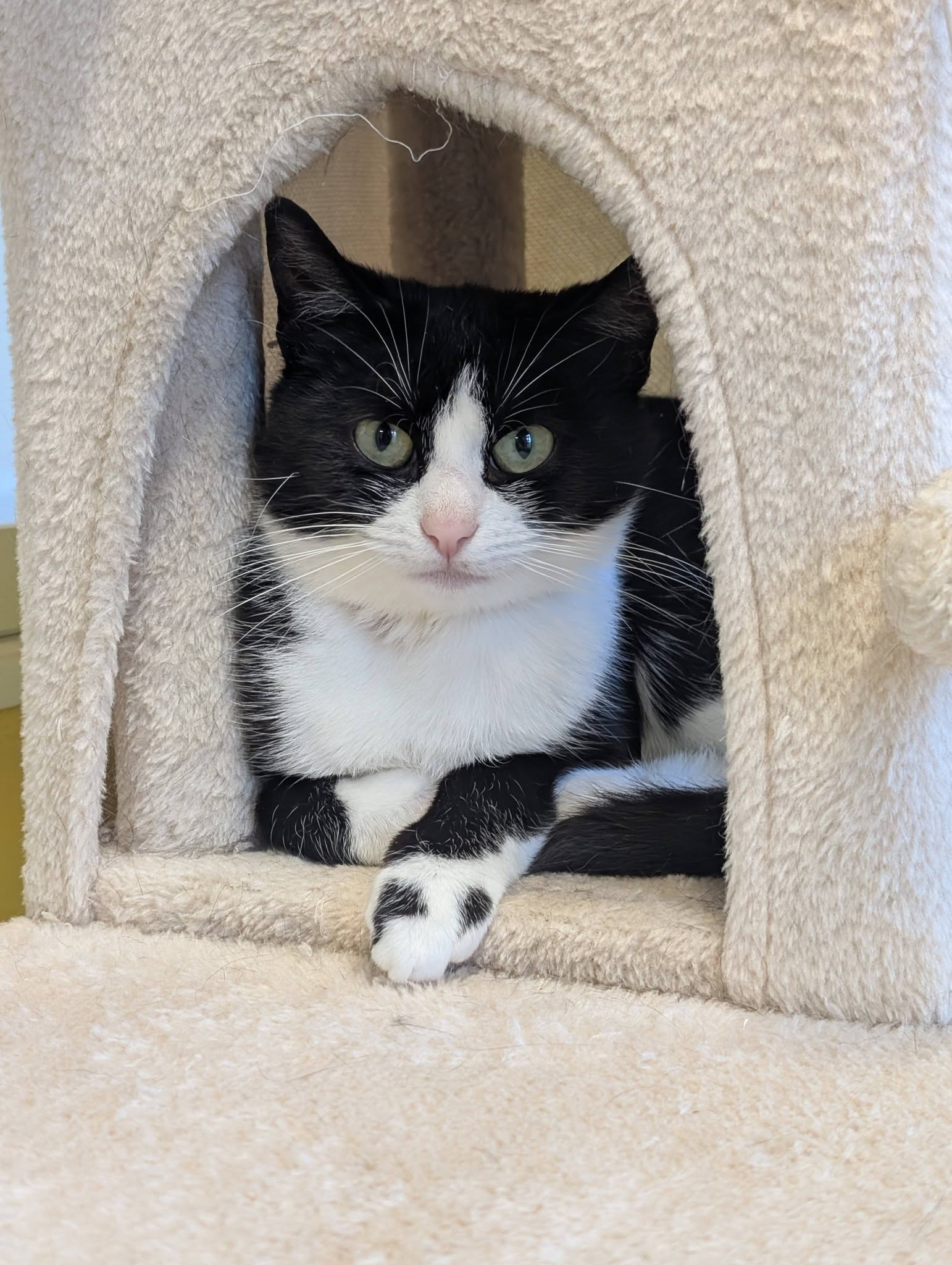 Sacha, chat à l'adoption chez Sans Collier