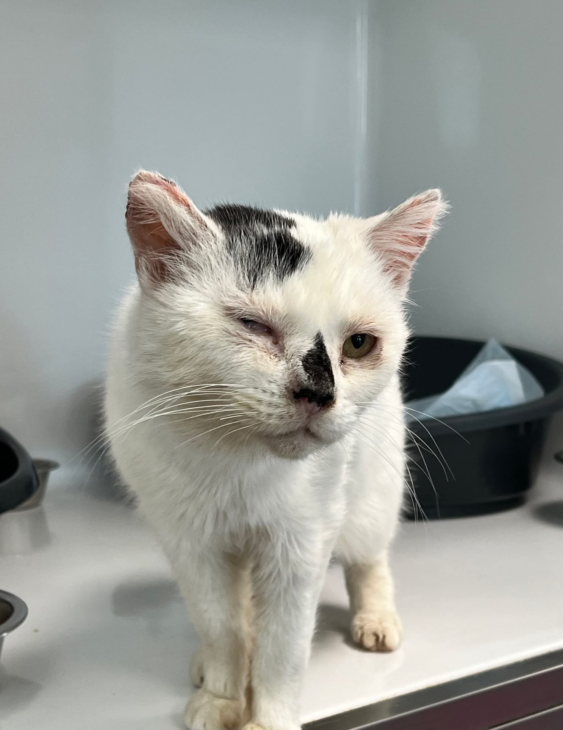 Salvadora, chat à l'adoption chez Sans Collier