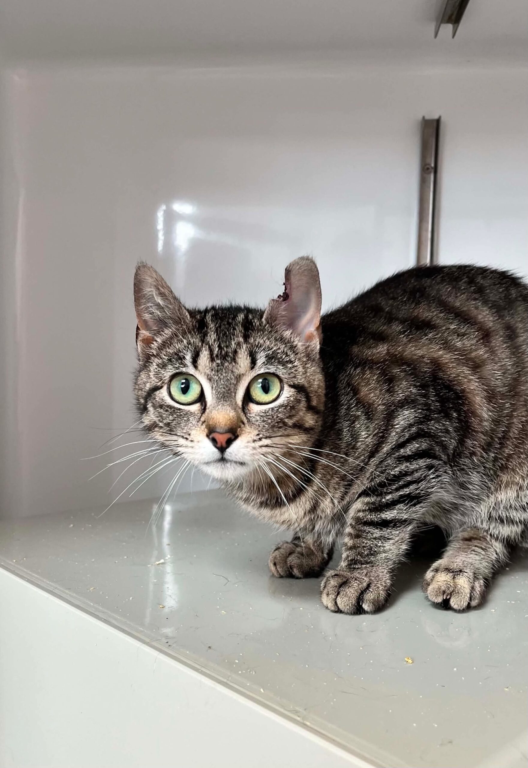 vecna, chat à l'adoption chez Sans Collier