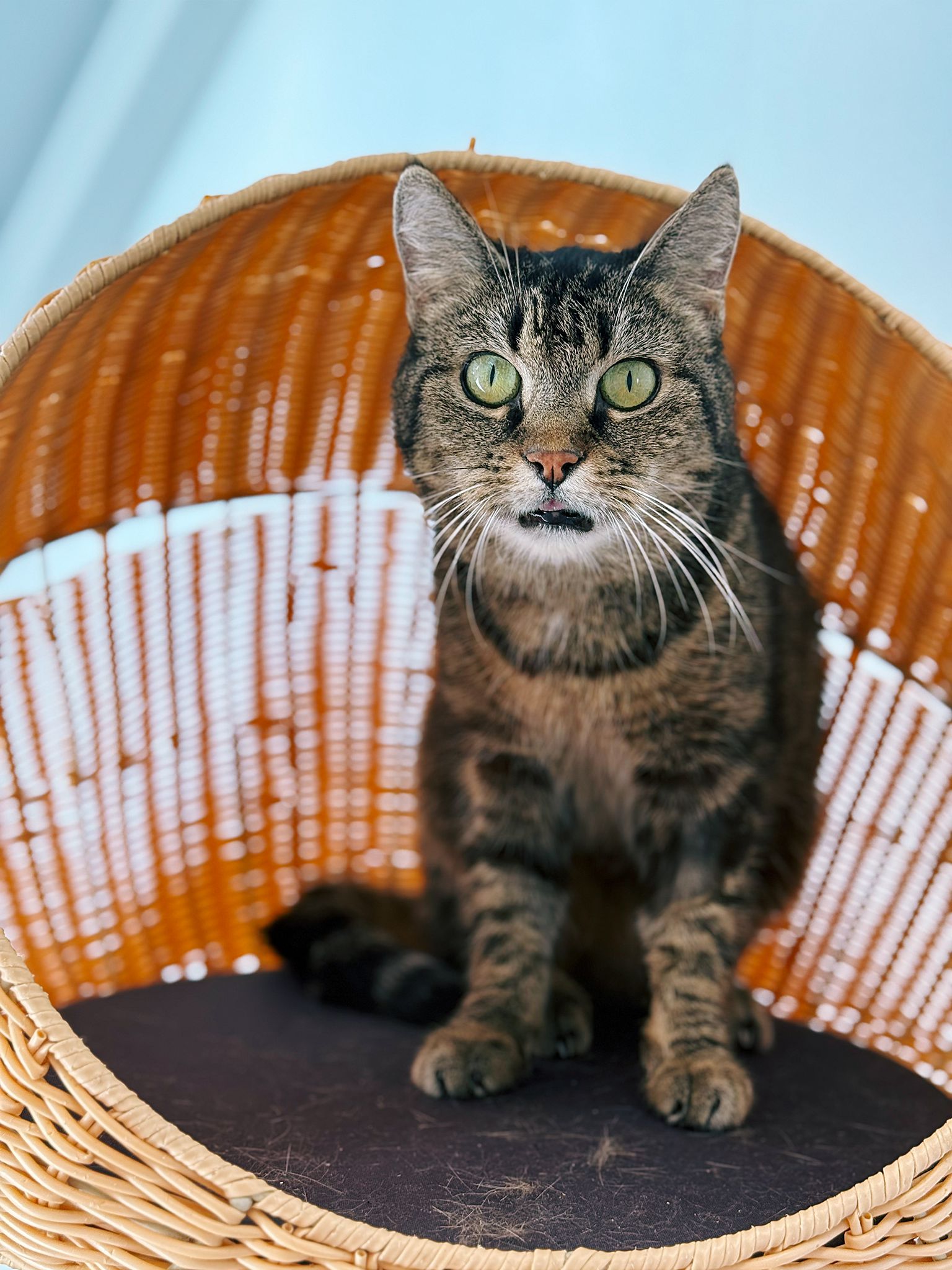 Charlie, chat à l'adoption chez Sans Collier