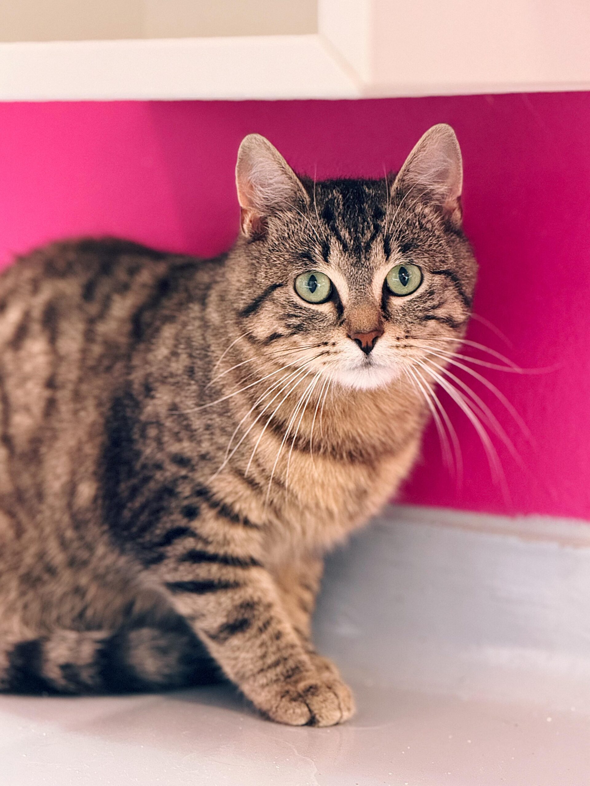 Koumara, chat à l'adoption chez Sans Collier