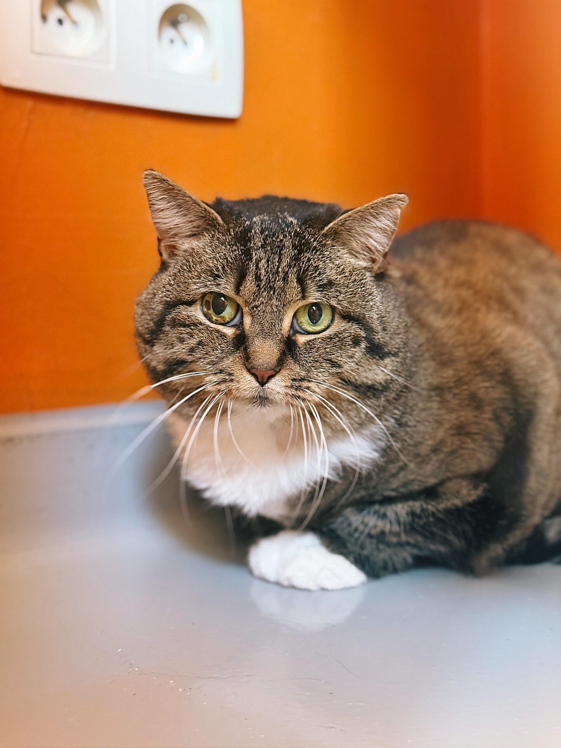 Louisa, chat à l'adoption chez Sans Collier