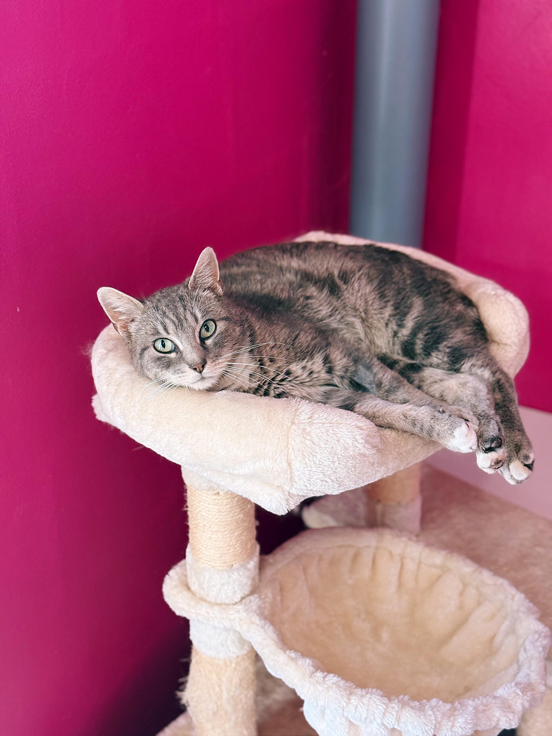 Dustin, chat à l'adoption chez Sans Collier