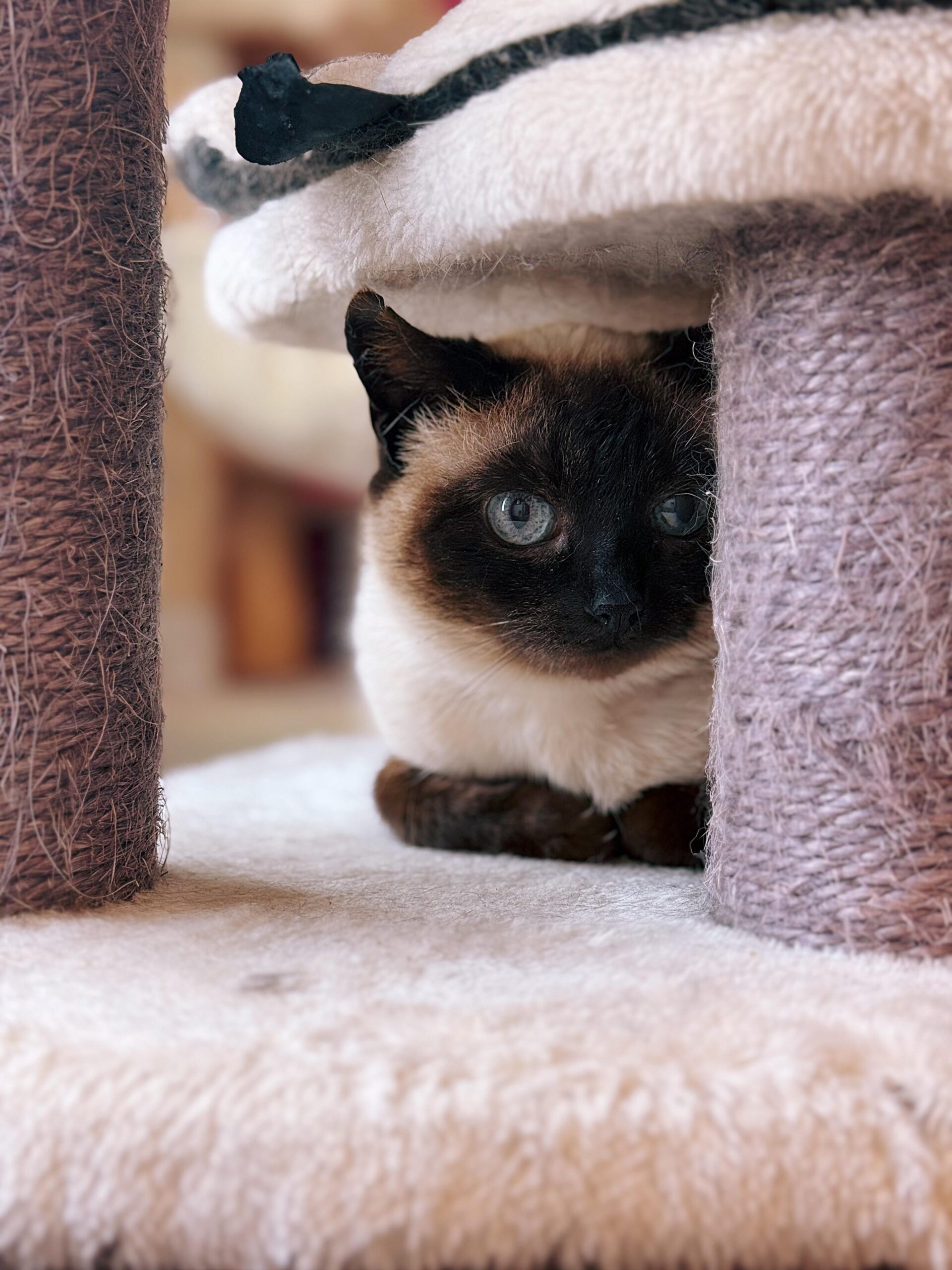 Inata, chat à l'adoption chez Sans Collier