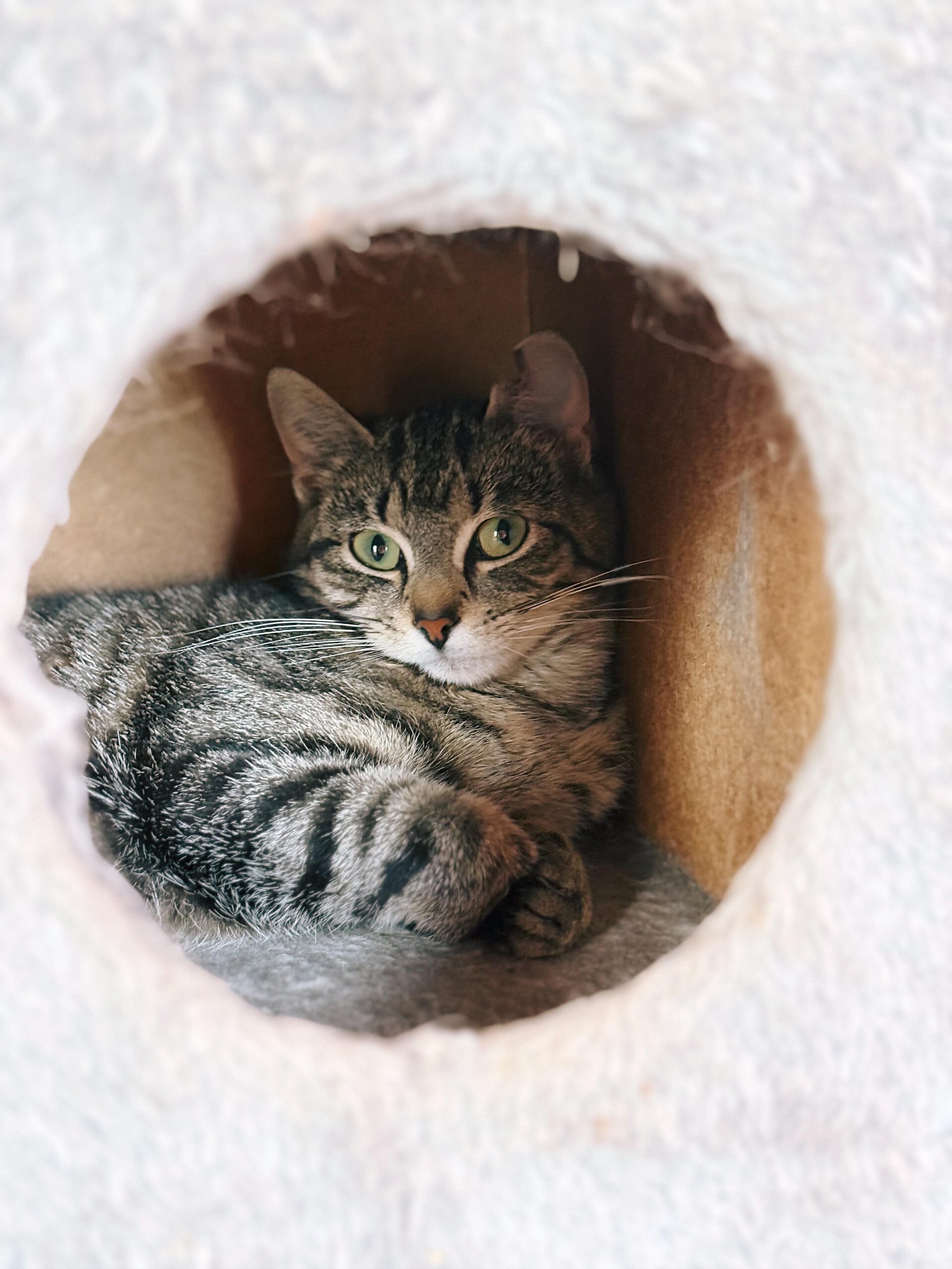 Vecna, chat à l'adoption chez Sans Collier