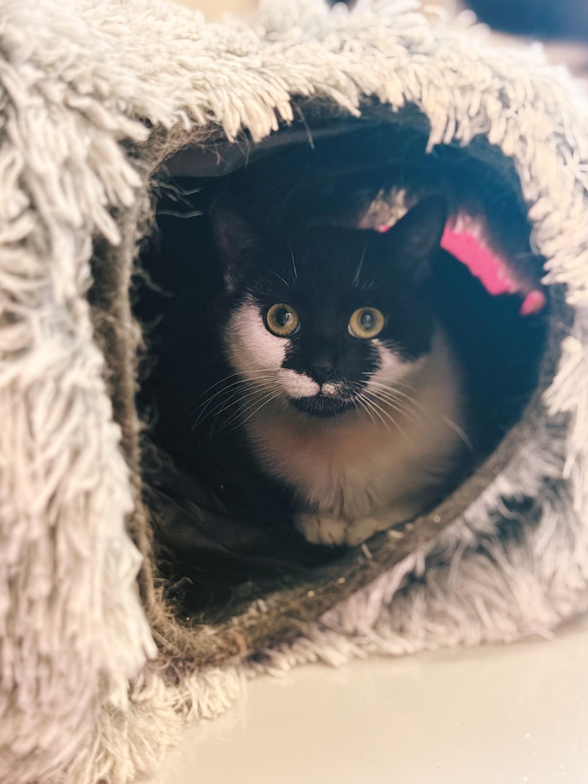 Bounty, chat à l'adoption chez Sans Collier