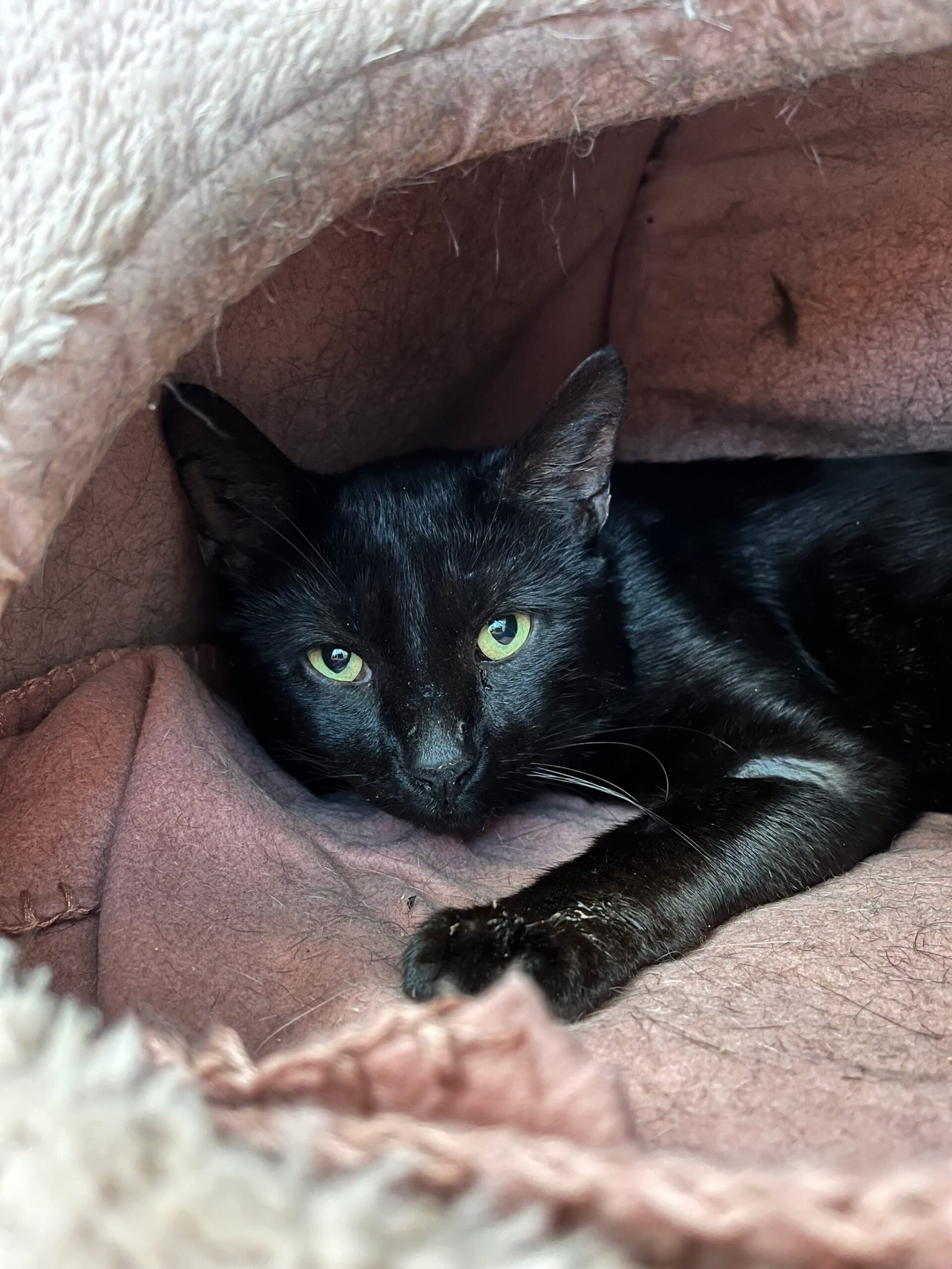 wout , chat à l'adoption chez Sans Collier