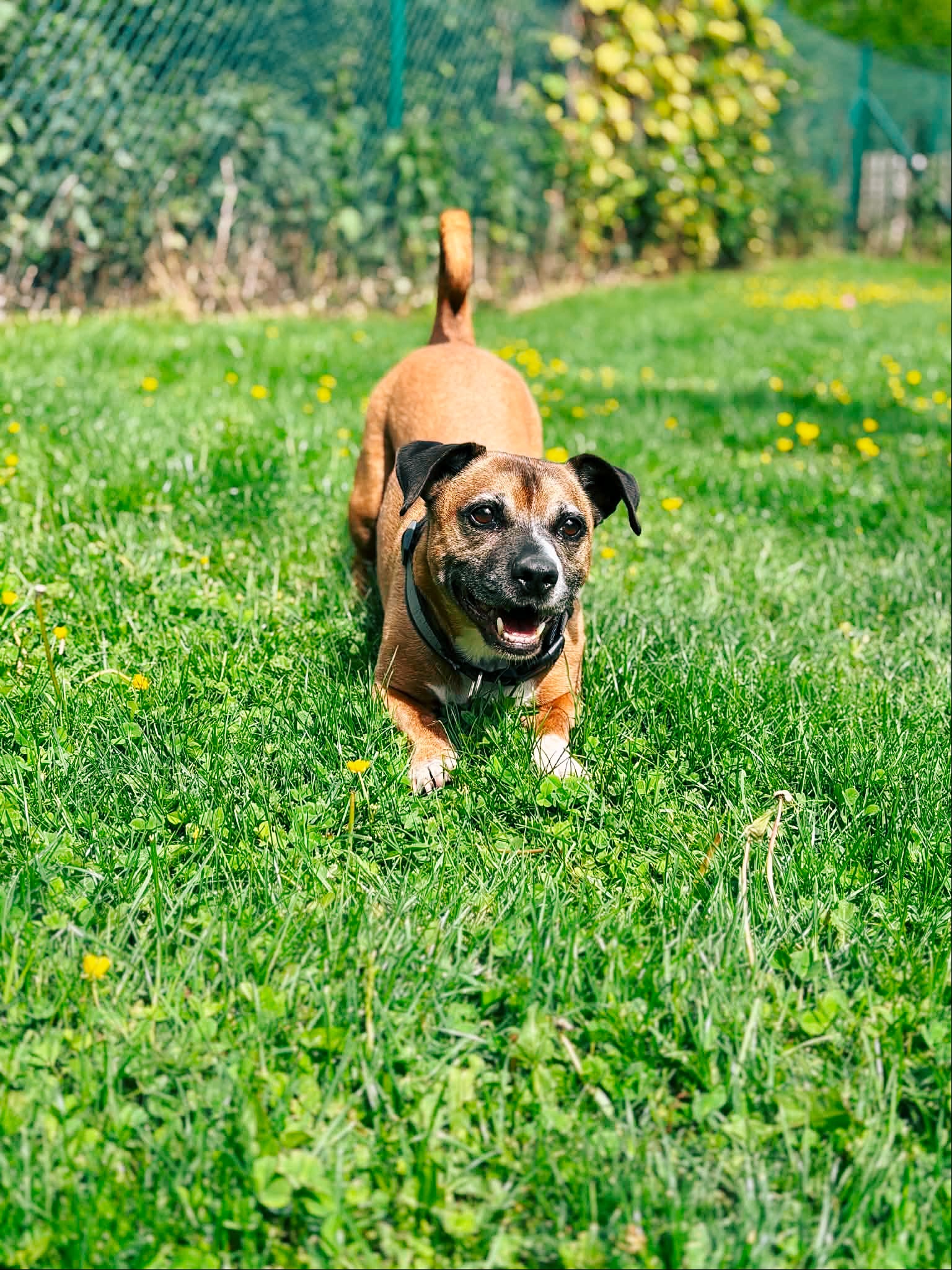 Diesel, chien à l'adoption chez Sans Collier
