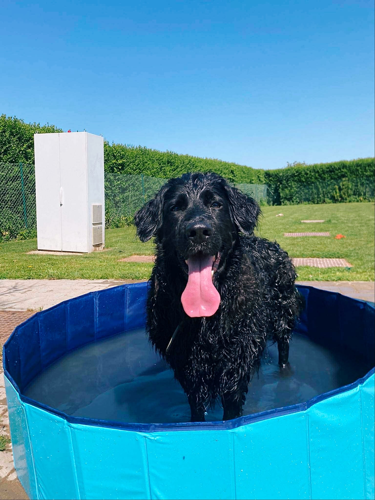 Hera, chien à l'adoption chez Sans Collier