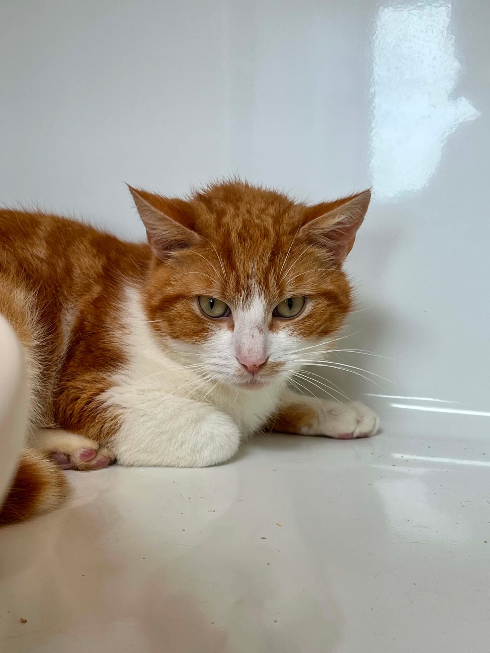 Billy, chat à l'adoption chez Sans Collier