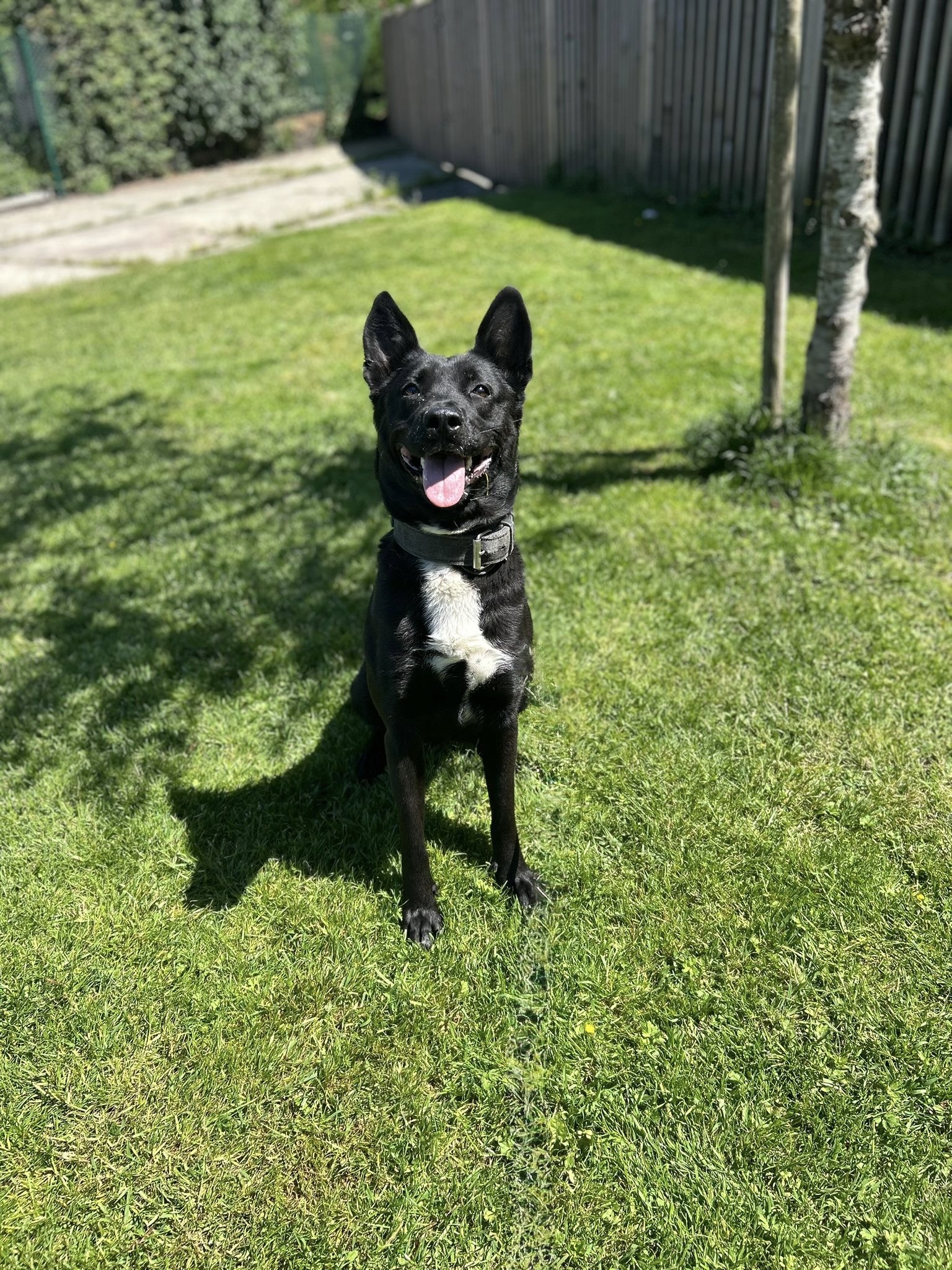 Mia, chien à l'adoption chez Sans Collier