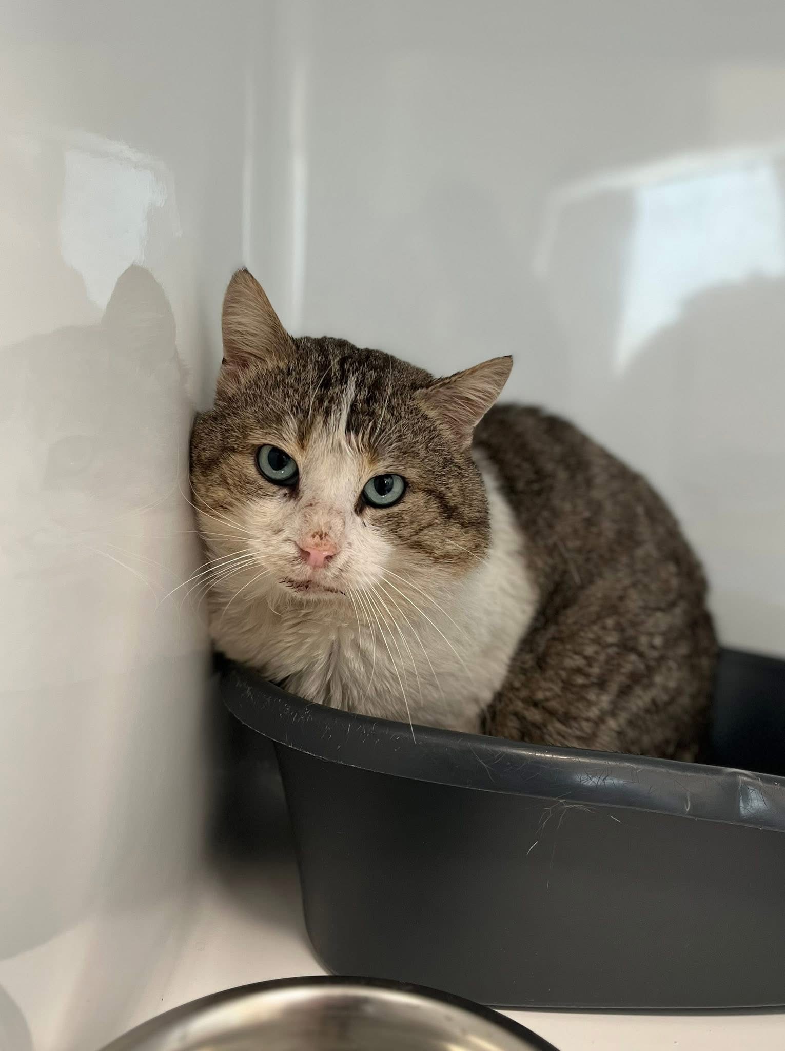 Mygnon, chat à l'adoption chez Sans Collier