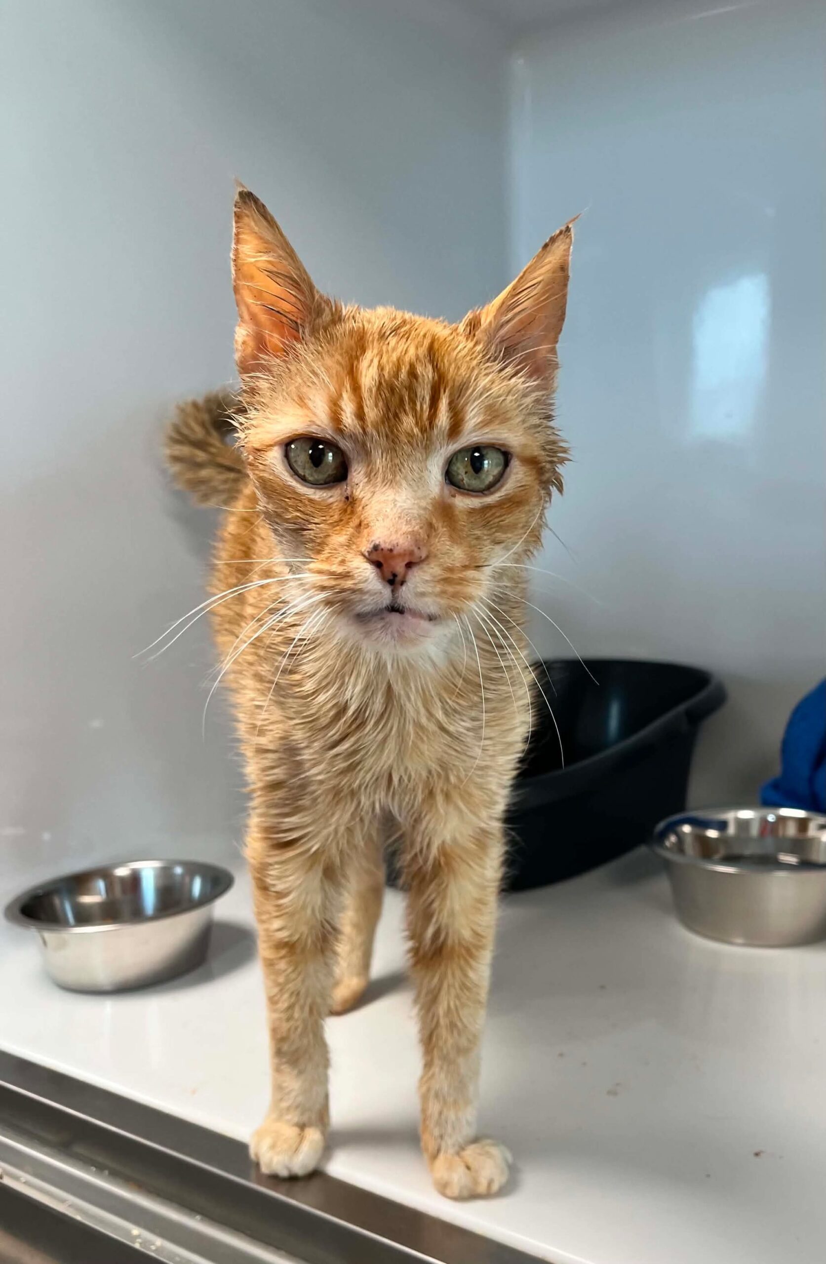 Taroti, chat à l'adoption chez Sans Collier