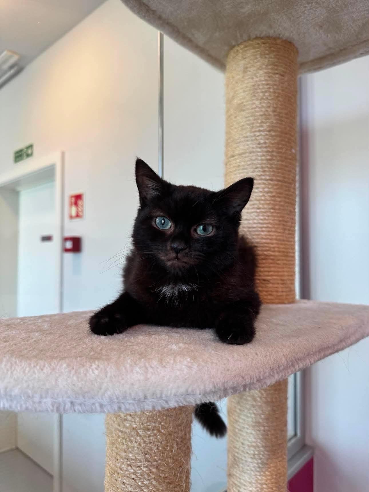 Osha, chat à l'adoption chez Sans Collier