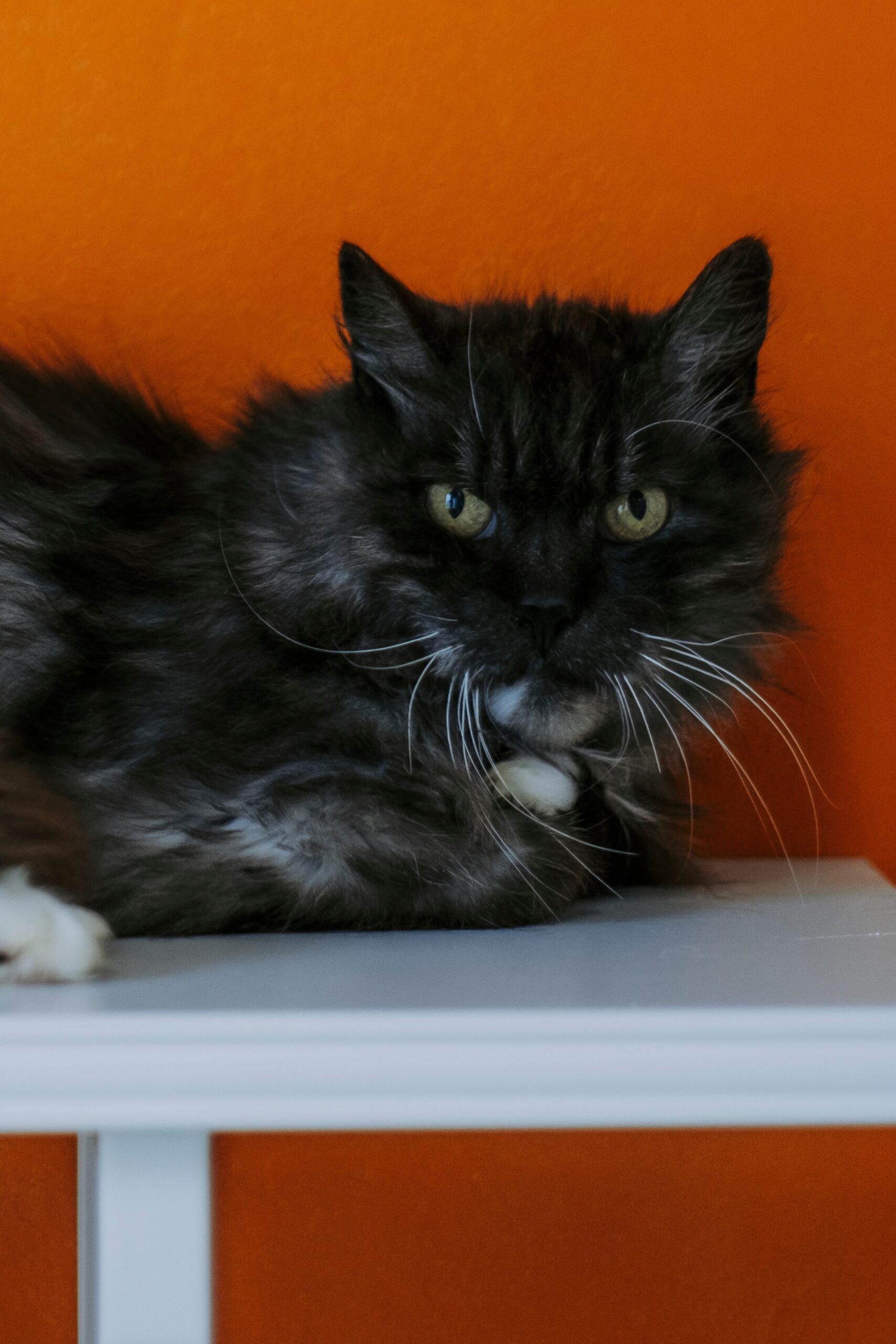 Vladimir, chat à l'adoption chez Sans Collier