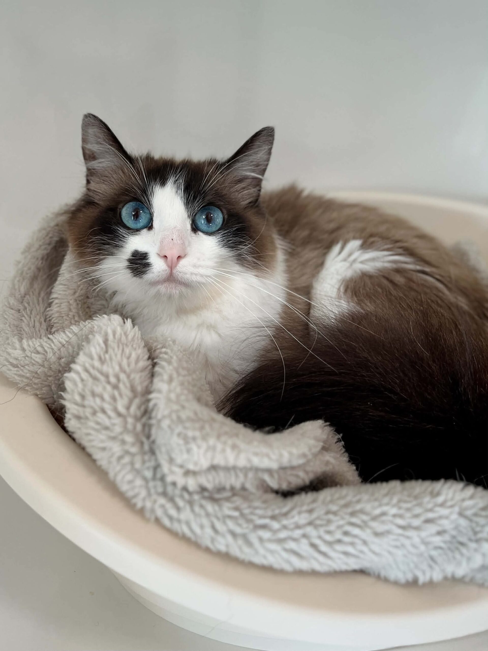 Elsa,chat à l'adoption chez Sans Collier