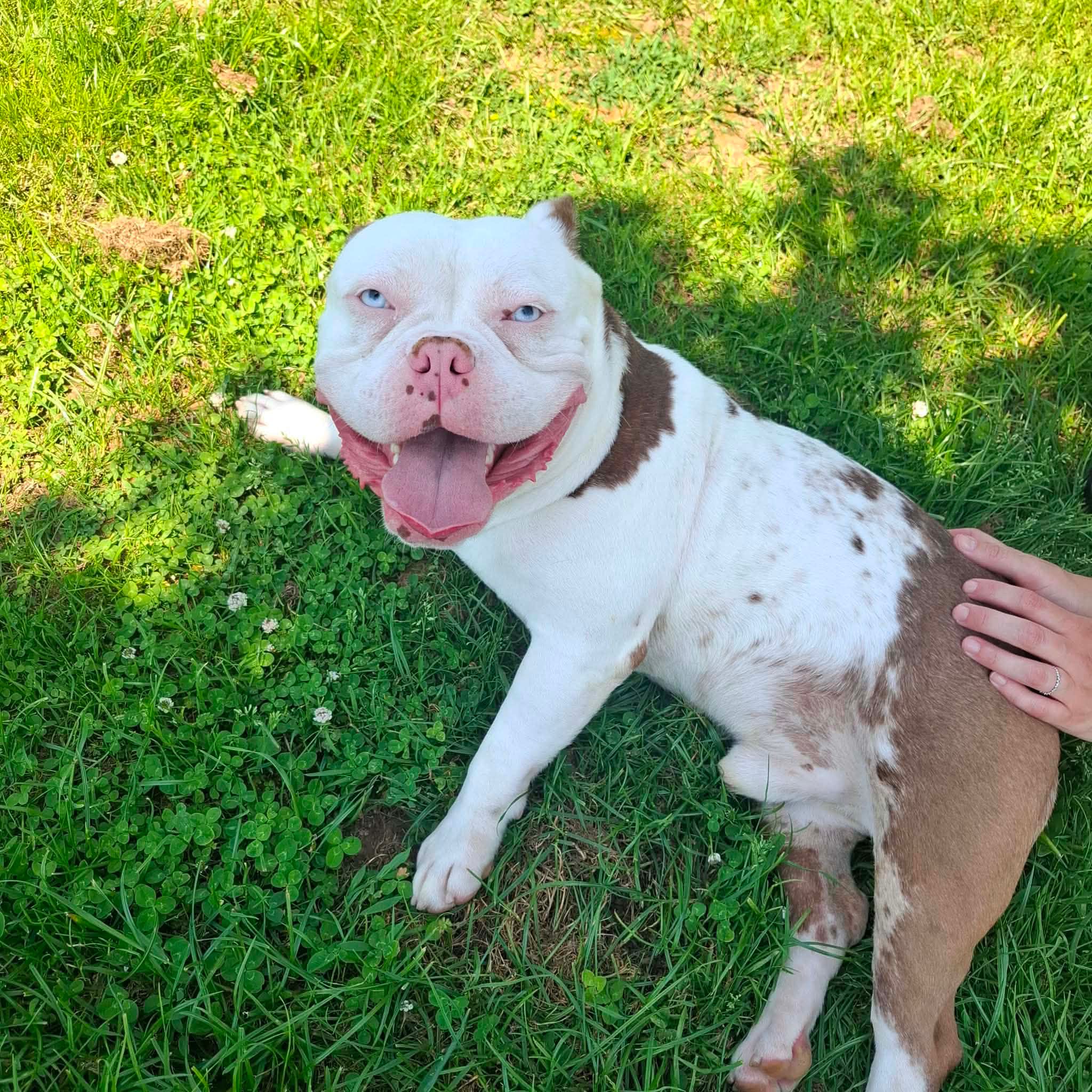 Blue, chien à l'adoption chez Sans Collier