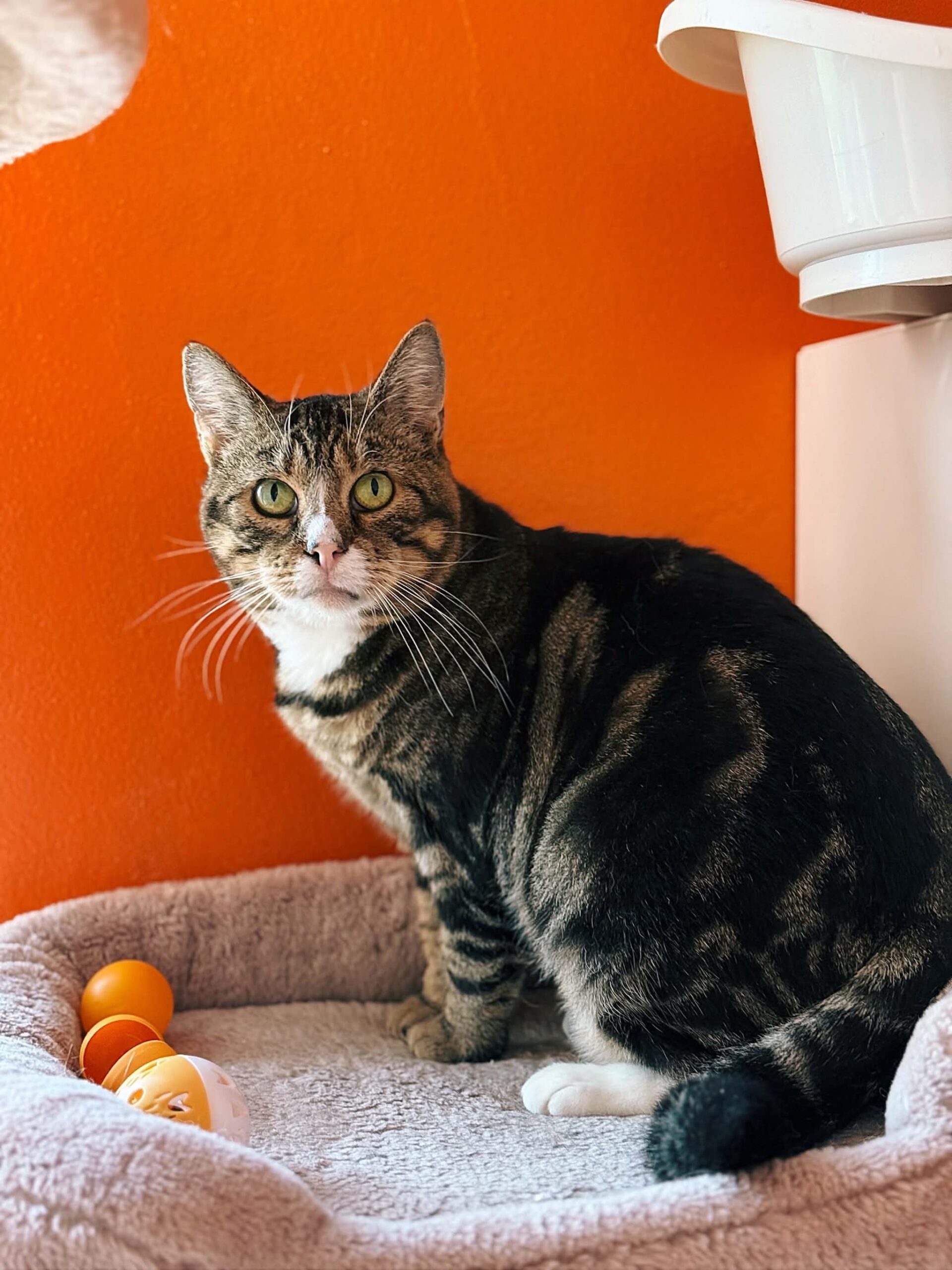Hazel, chat à l'adoption chez Sans Collier