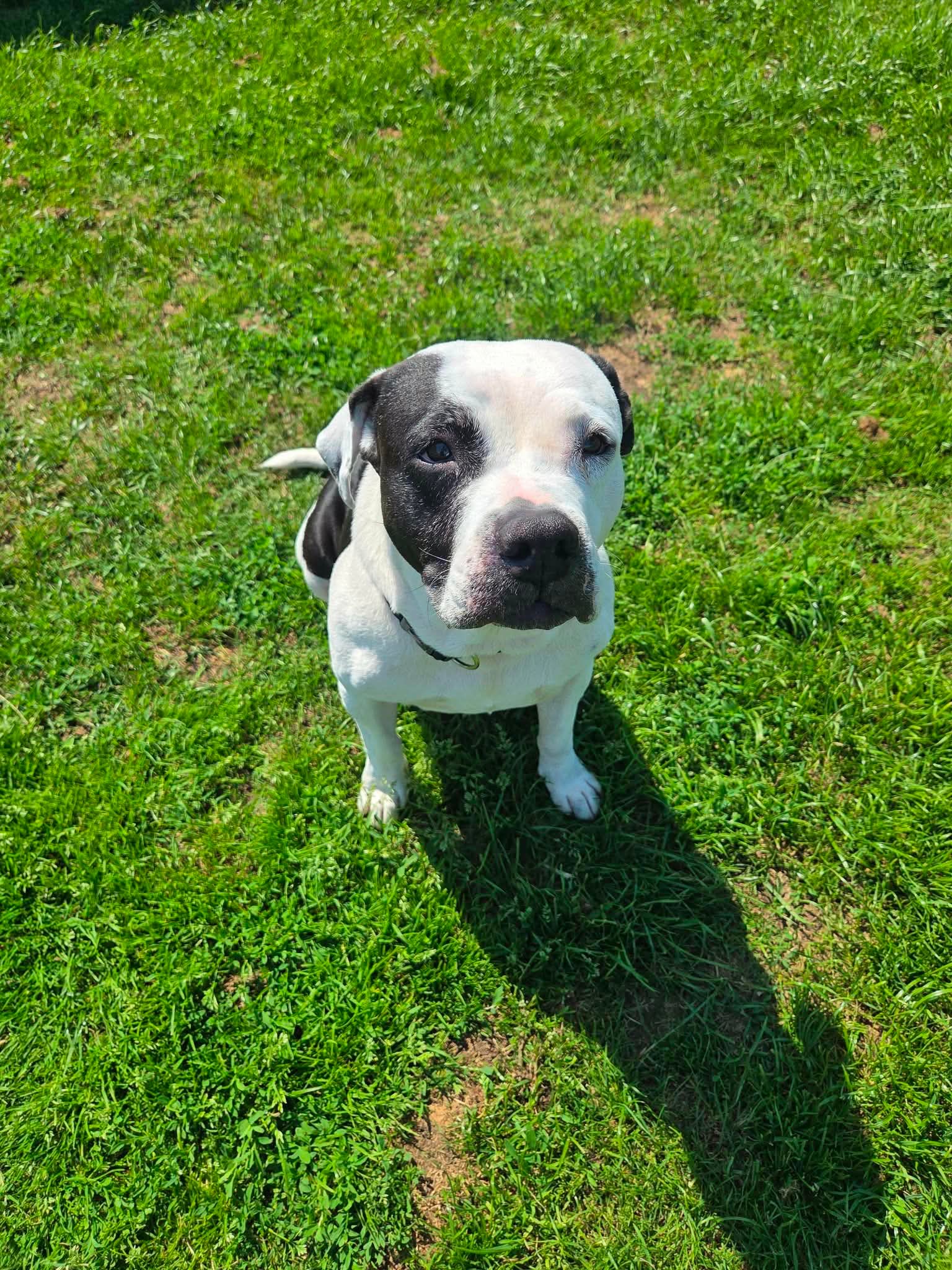 Liberty, chien à l'adoption chez Sans Collier