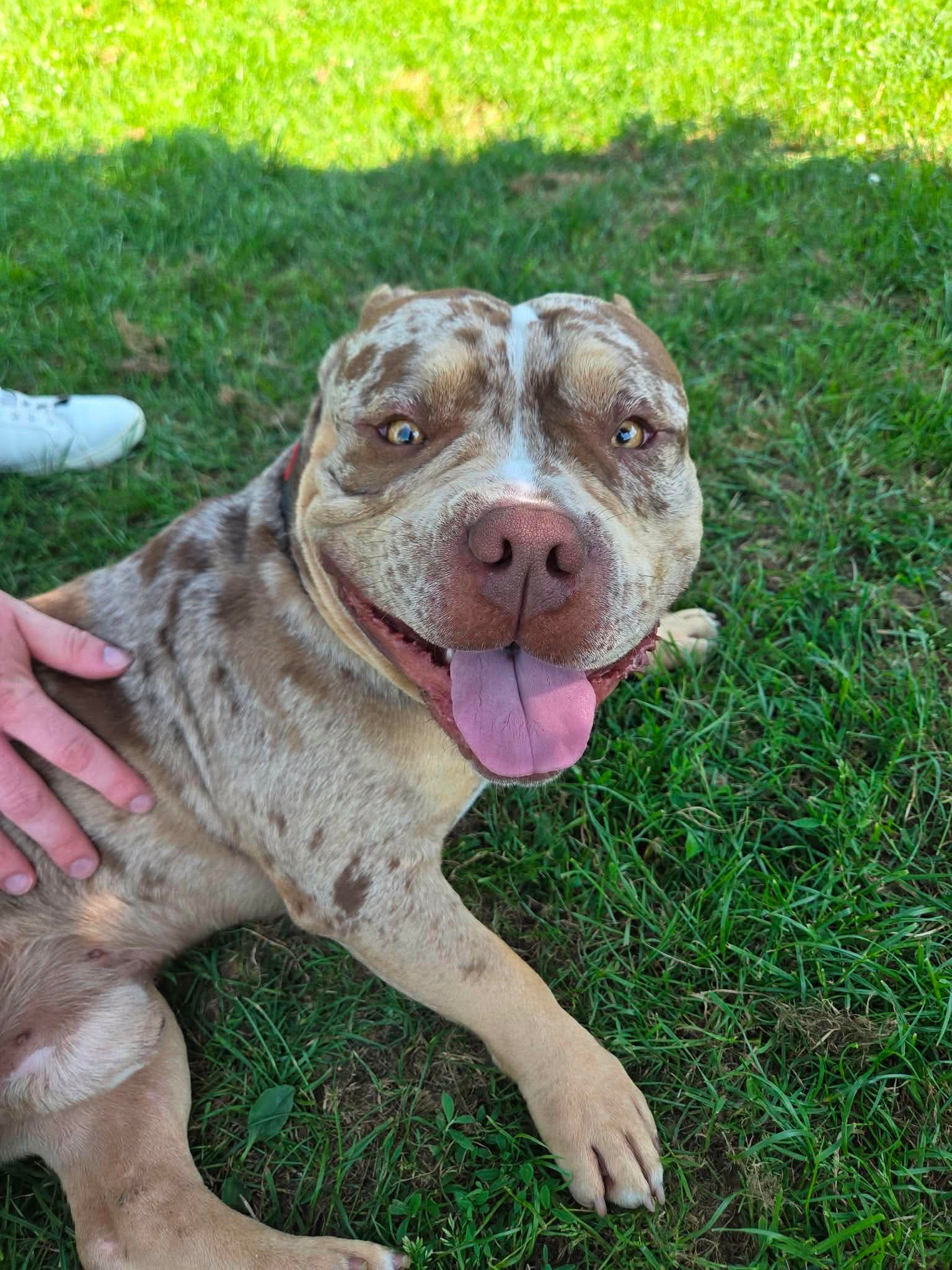 Barlou, chien à l'adoption chez Sans Collier