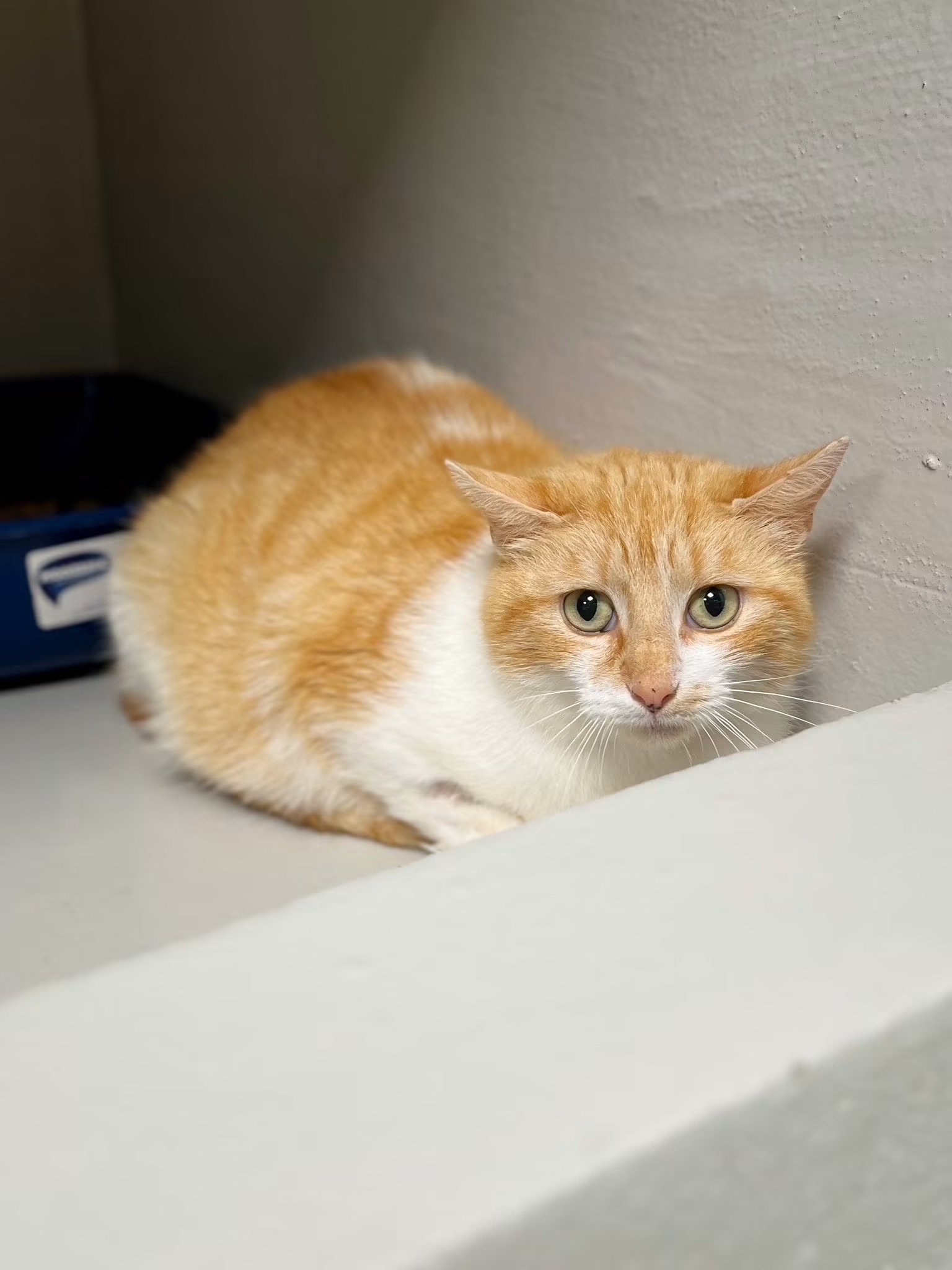 Farah, chat à l'adoption chez Sans Collier