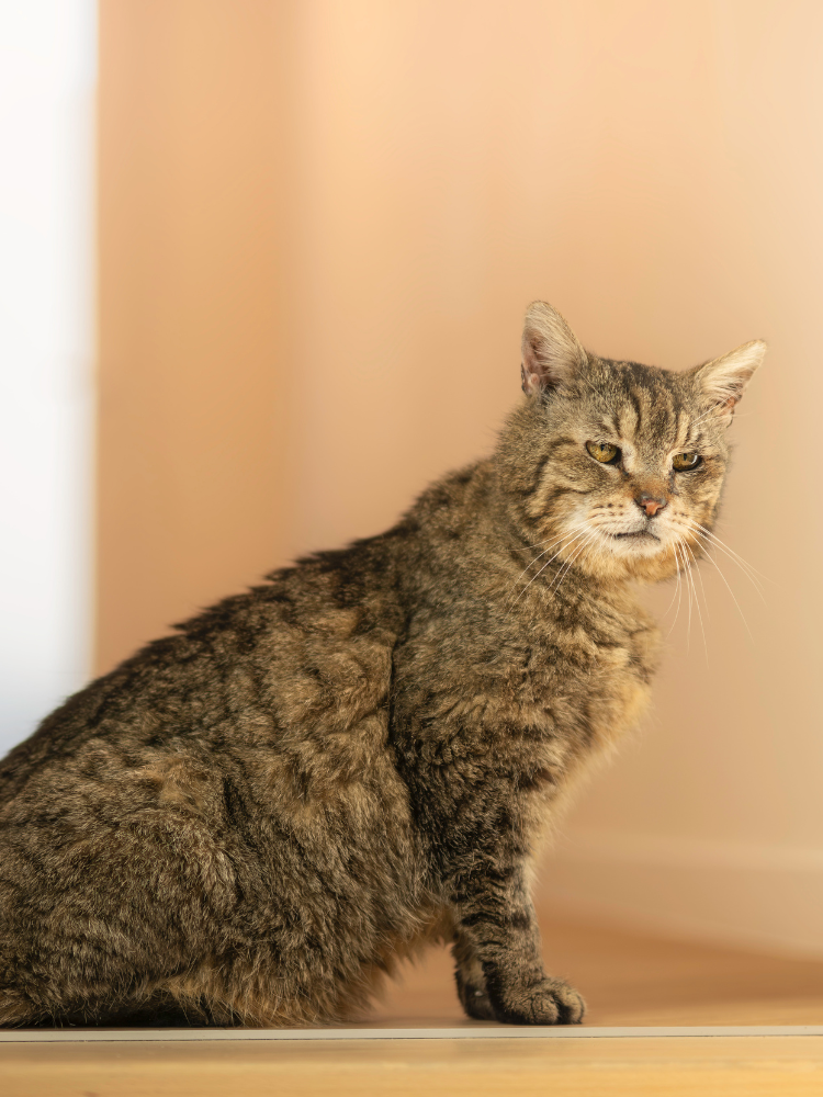 Slider mobile Gamin, chat à l'adoption chez Sans Collier