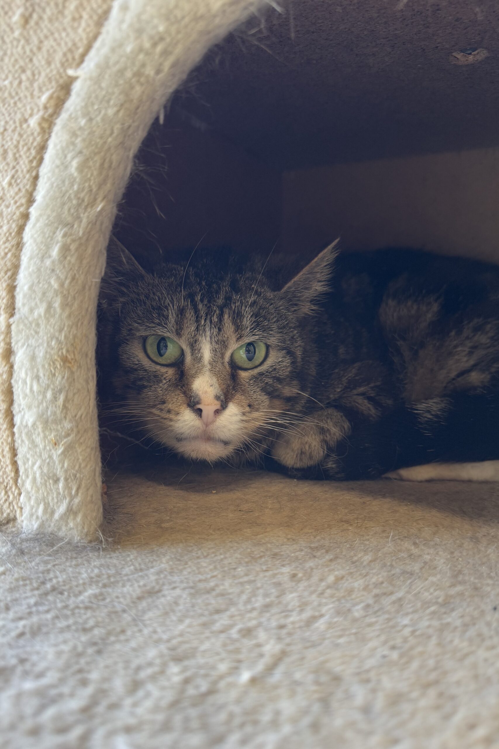 Hazel, chat à l'adoption chez Sans Collier