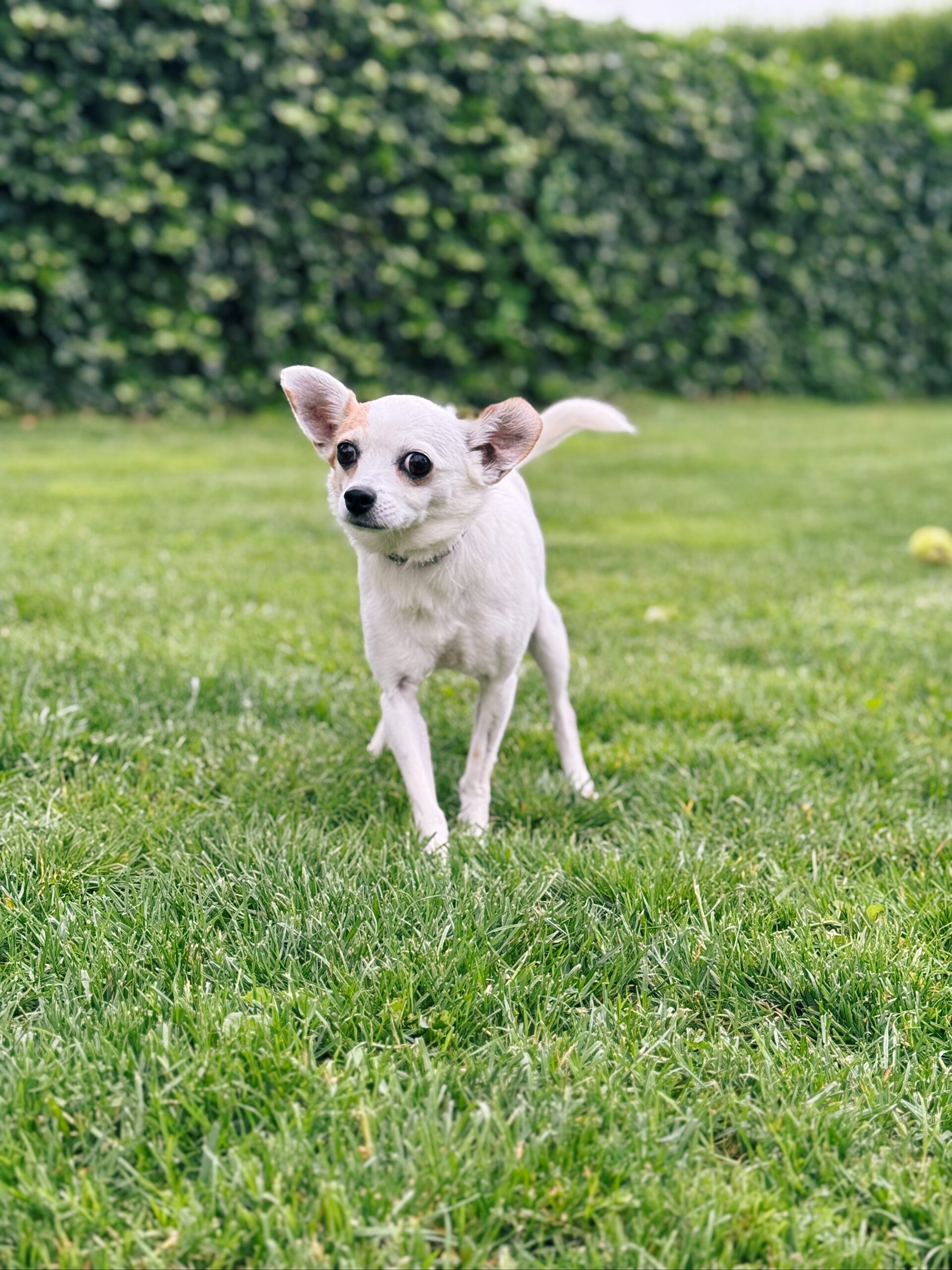 Flocon, chien à l'adoption chez Sans Collier