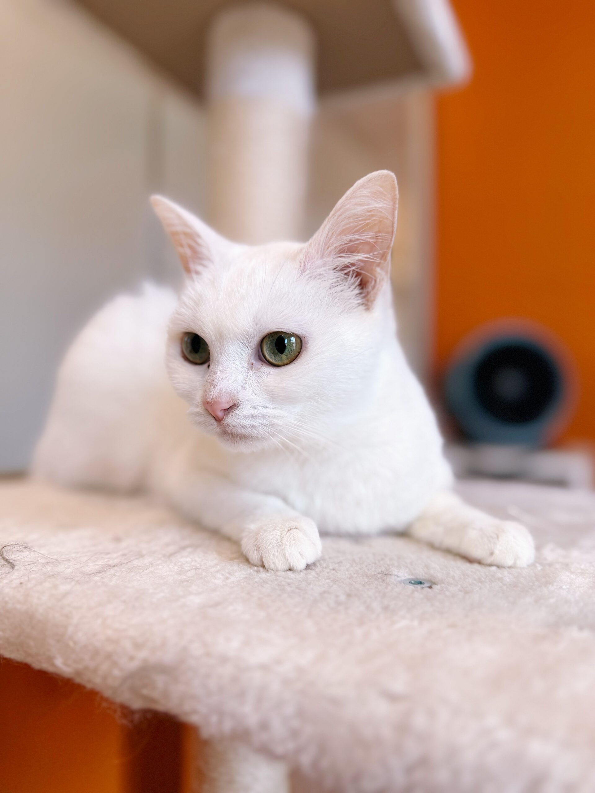 Nina, chat à l'adoption chez Sans Collier