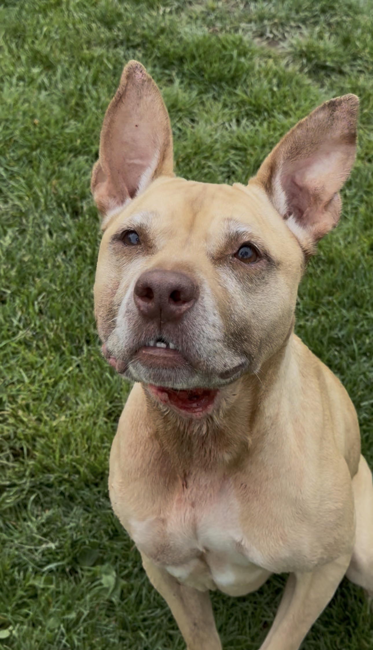 Arya, chien à l'adoption chez Sans Collier