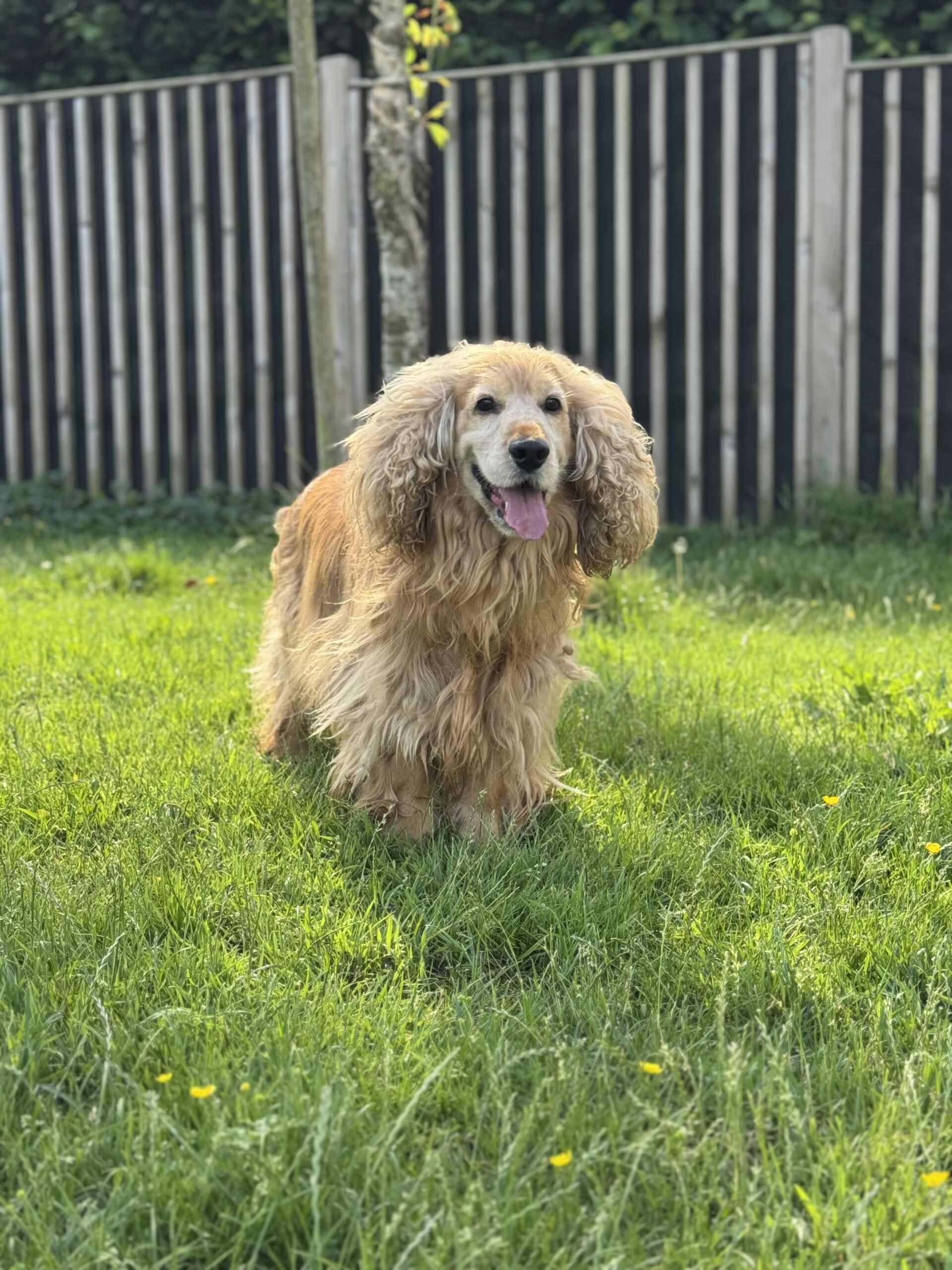 Rocky, chien à l'adoption chez Sans Collier