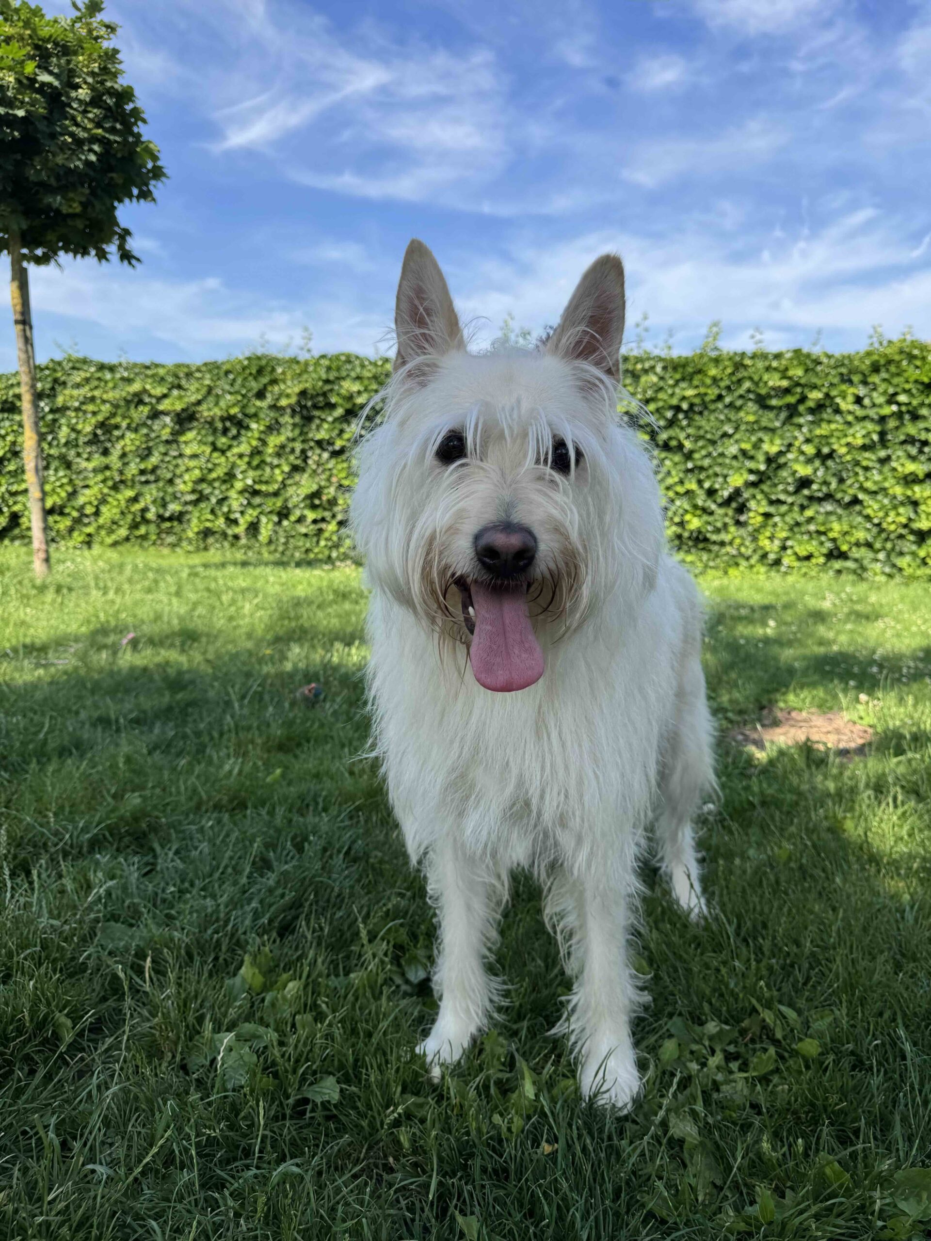 Lexy, chien à l'adoption chez Sans Collier