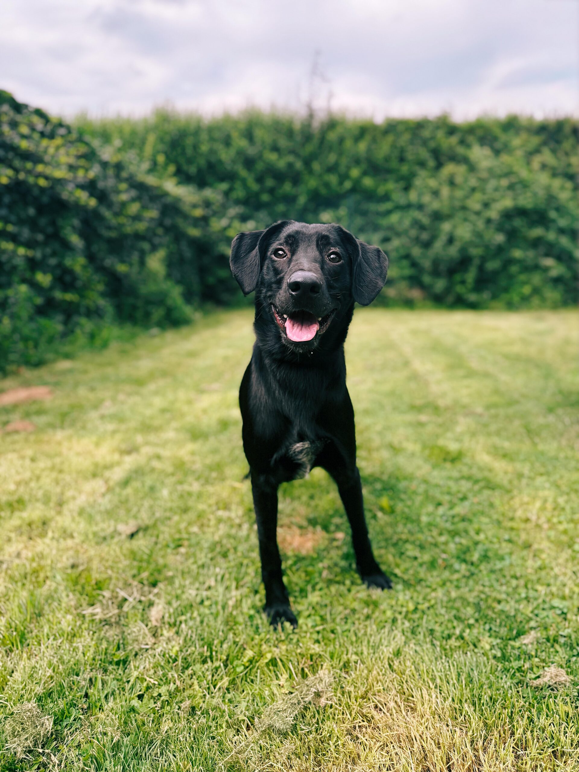 Damiano, chien à l'adoption chez Sans Collier