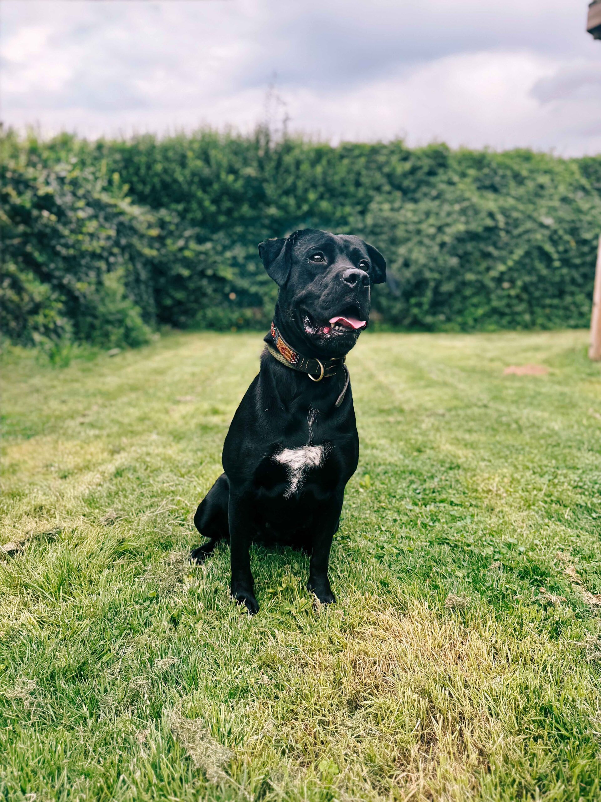 Hakira, chien à l'adoption chez Sans Collier
