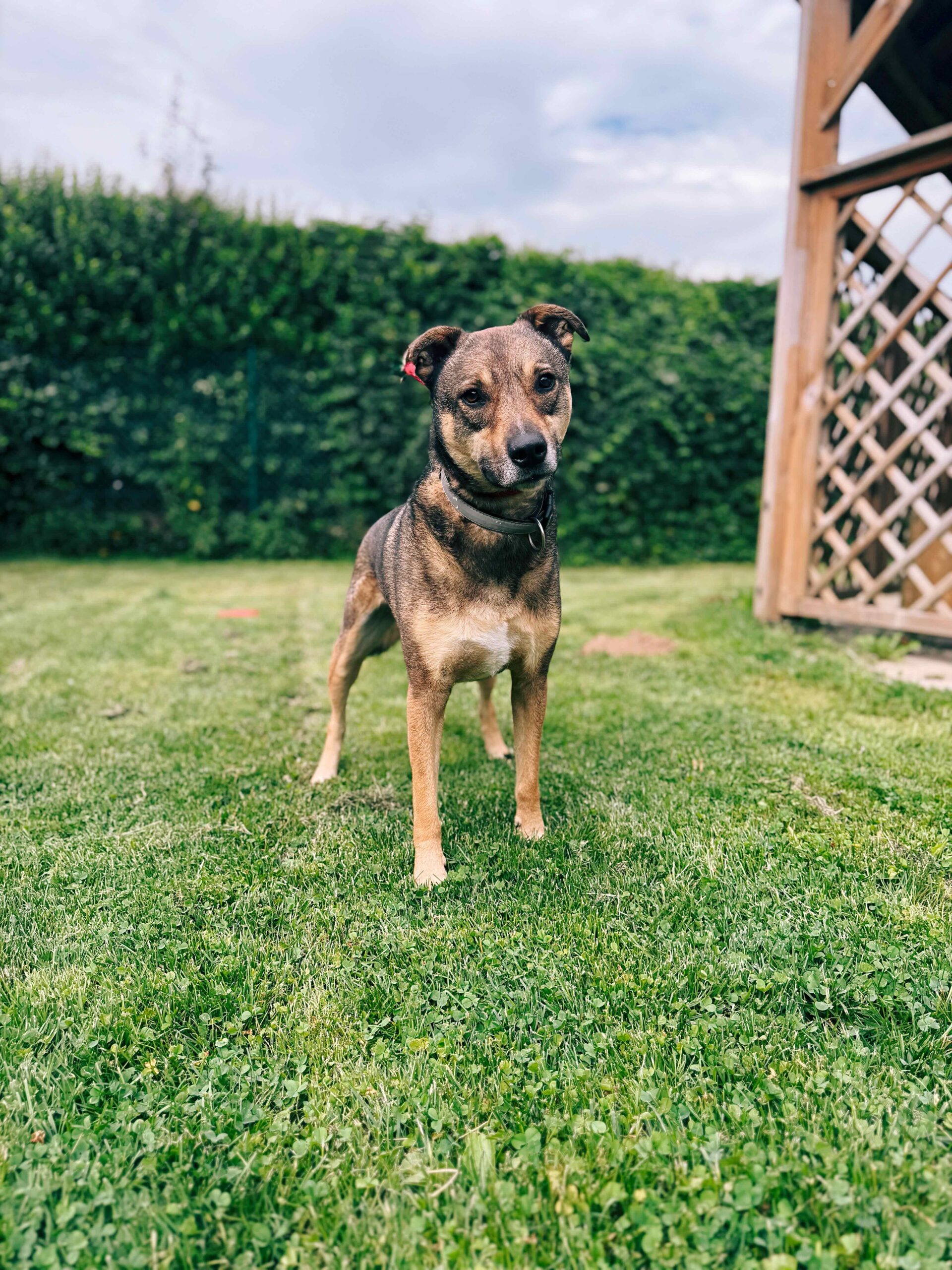 Howie, chien à l'adoption chez Sans Collier