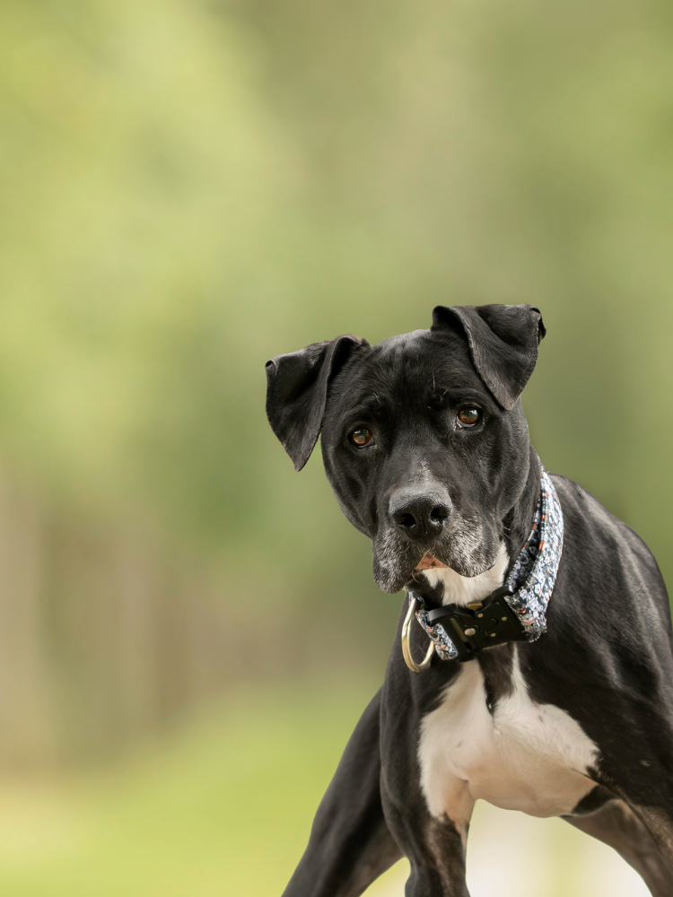 Slider mobile Lucky, chien à l'adoption chez Sans Collier