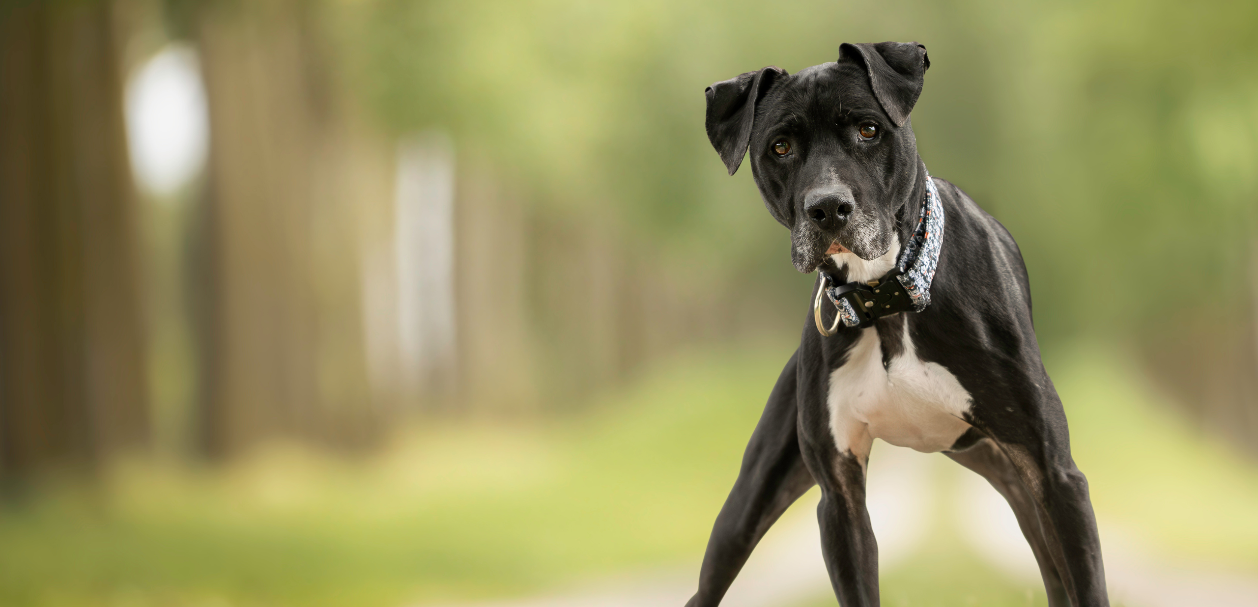 Slider desktop Lucky, chien à l'adoption chez Sans Collier