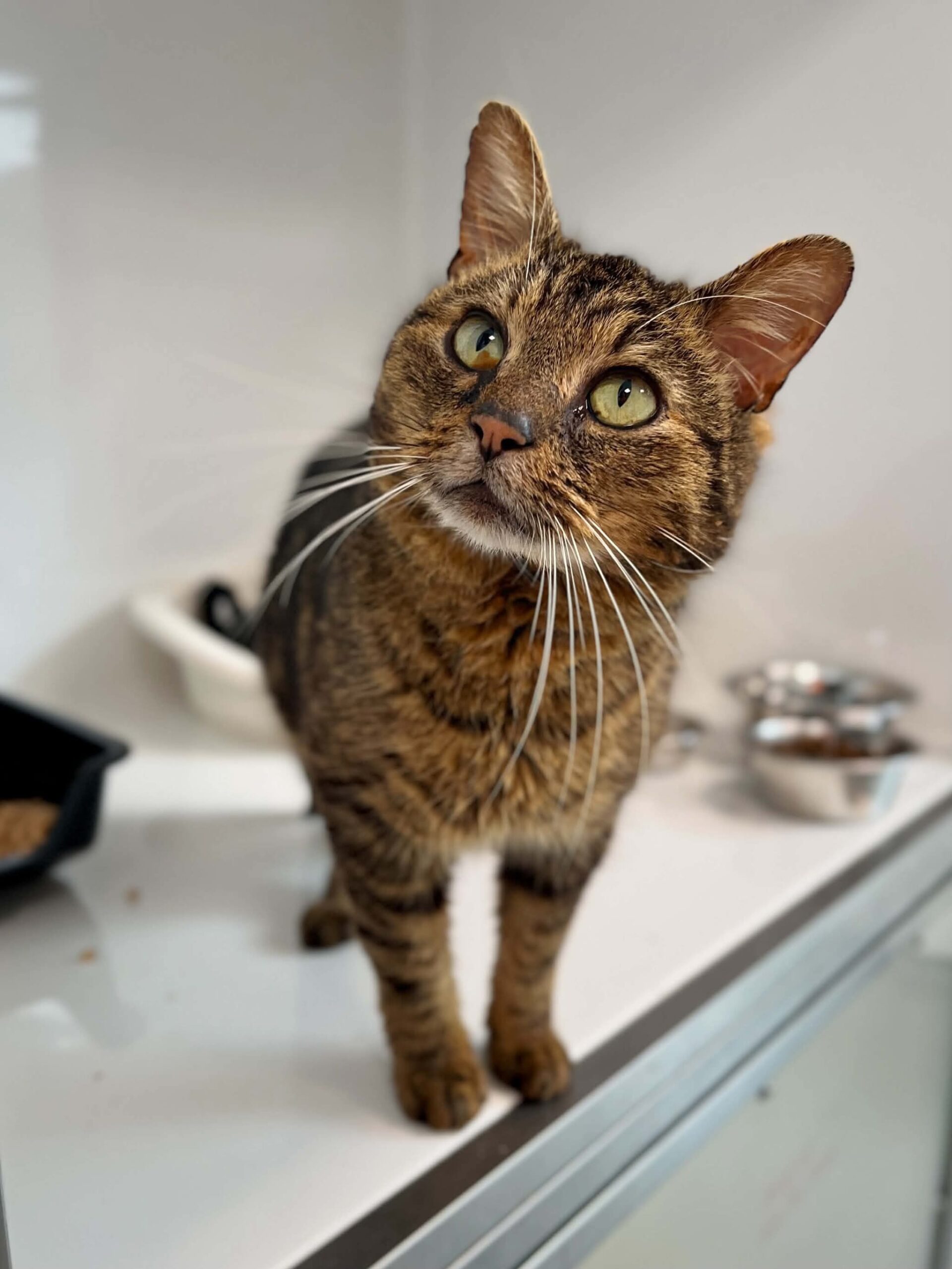 mahu, chat à l'adoption chez Sans Collier